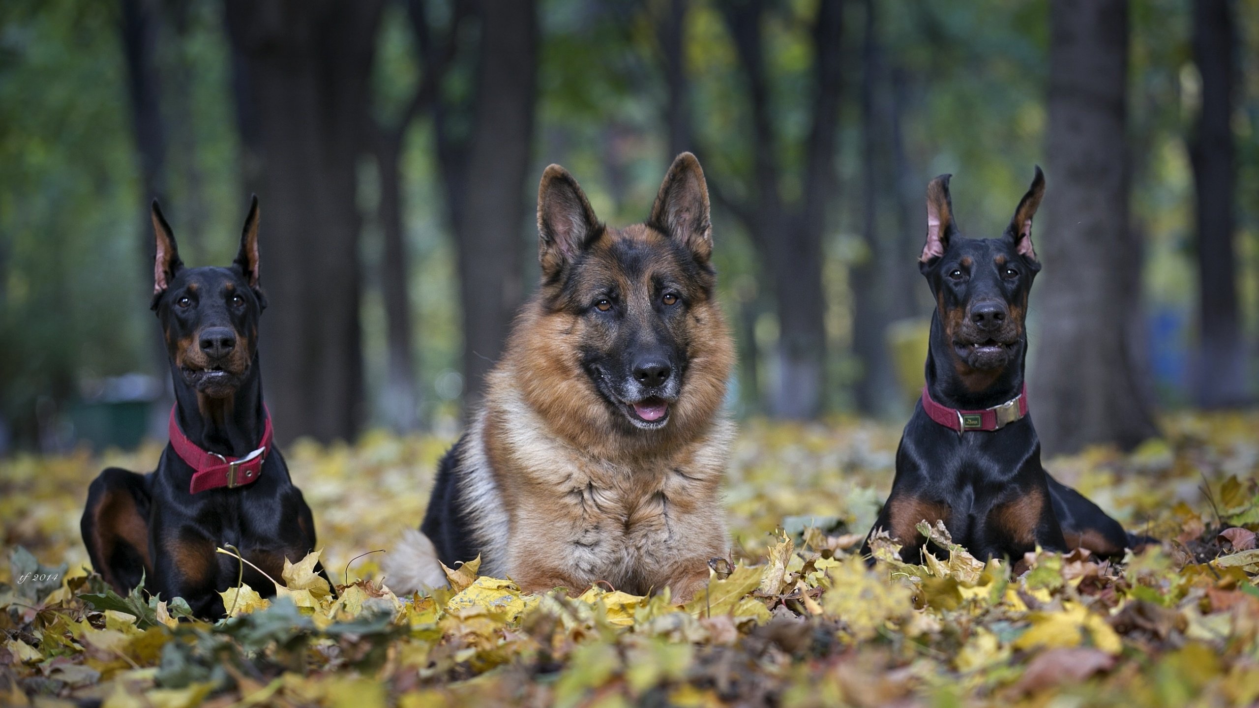 Обои немецкая овчарка, овчарка, трио, доберманы, german shepherd, shepherd, trio, dobermans разрешение 2600x1505 Загрузить