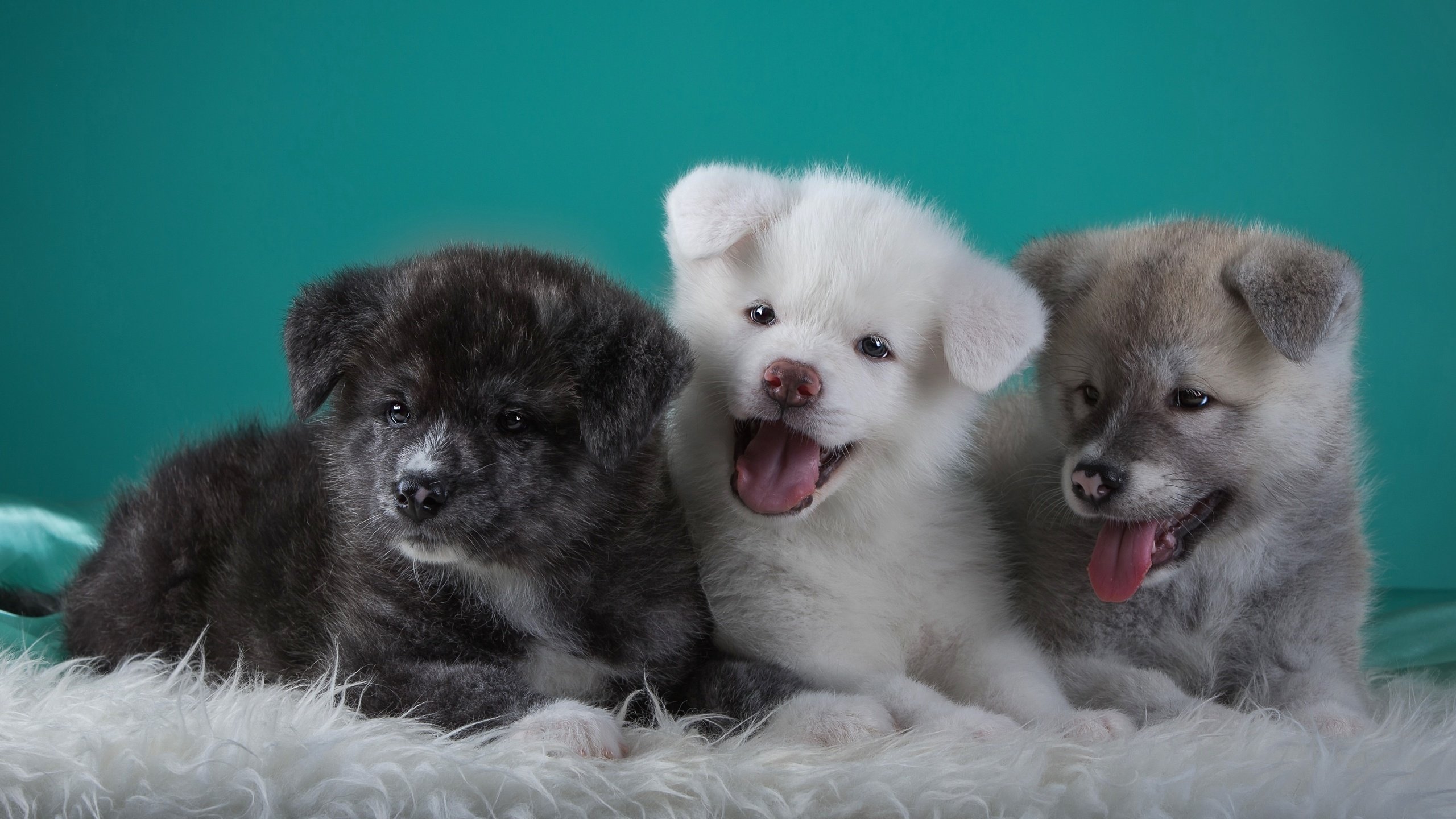 Обои щенки, забавные, трио, языки, японская акита, puppies, funny, trio, languages, japanese akita разрешение 3000x1865 Загрузить