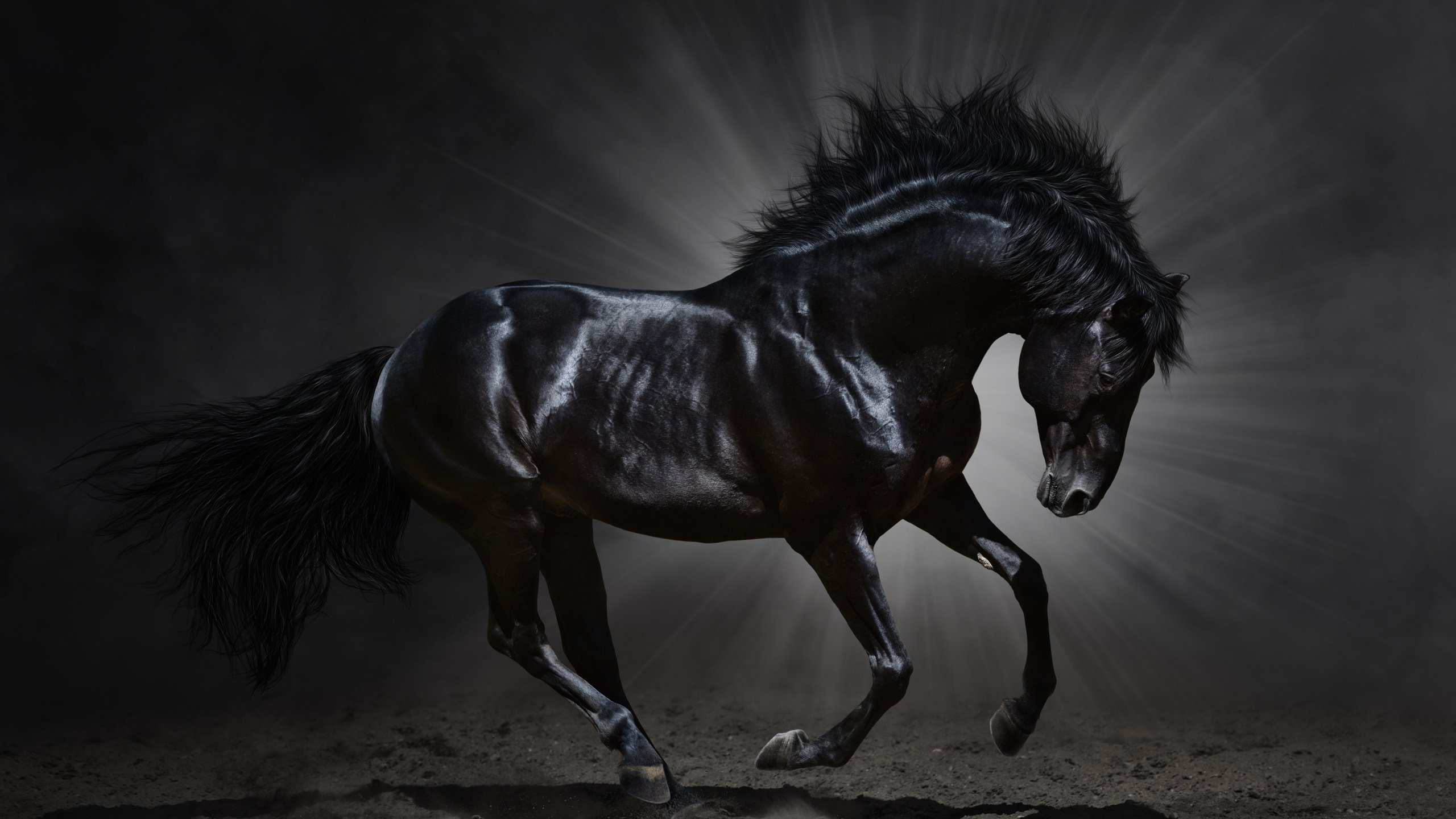 Обои лошадь, черный, темный фон, конь, грива, бег, копыта, мустанг, вороной, crow, horse, black, the dark background, mane, running, hooves, mustang разрешение 5944x3914 Загрузить