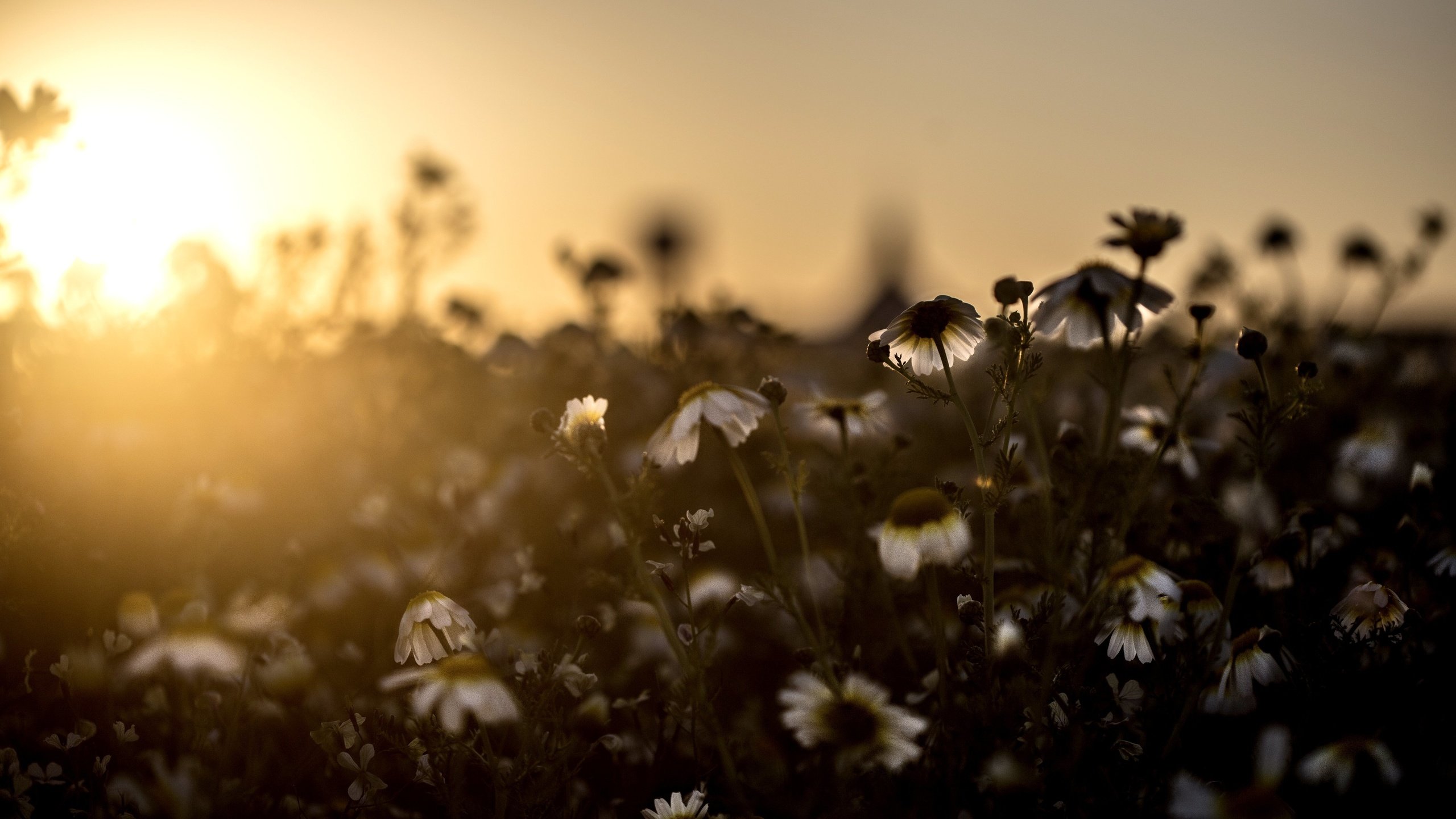 Обои свет, цветы, поле, луг, ромашки, light, flowers, field, meadow, chamomile разрешение 5472x3648 Загрузить