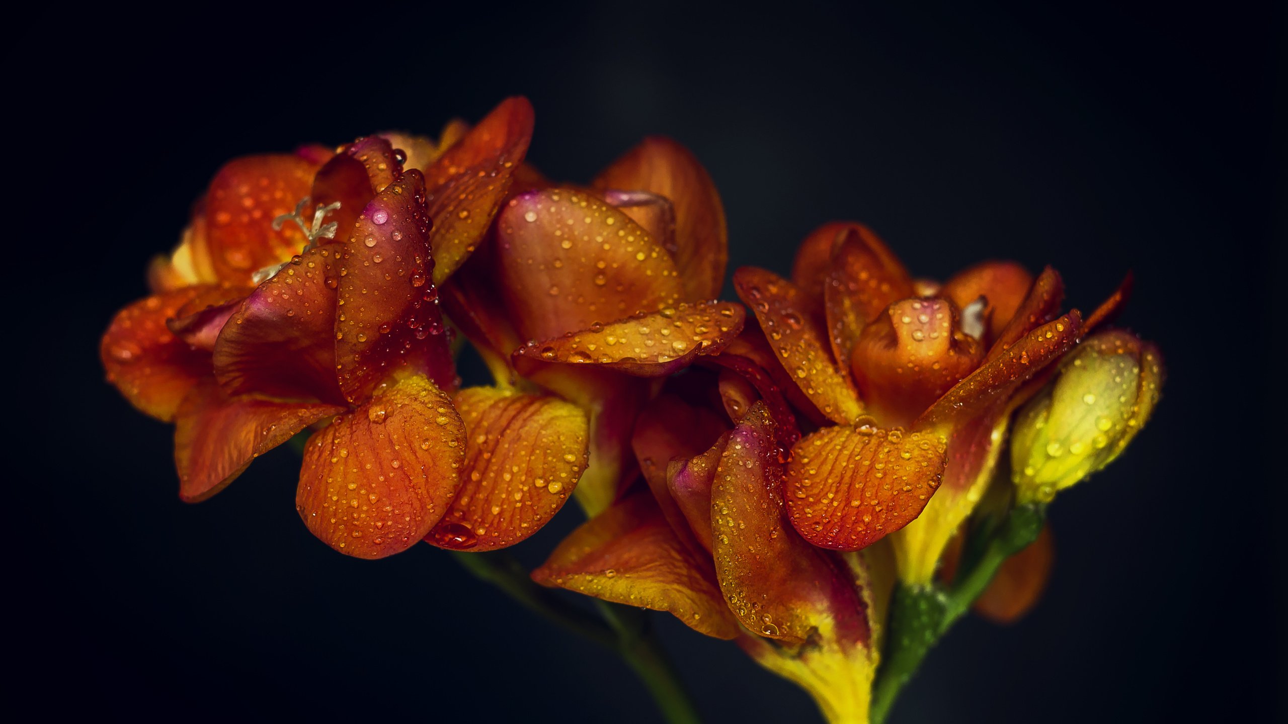 Обои цветы, макро, фон, капли, апельсин, оранжевые,  цветы, flowers, macro, background, drops, orange разрешение 5024x3384 Загрузить