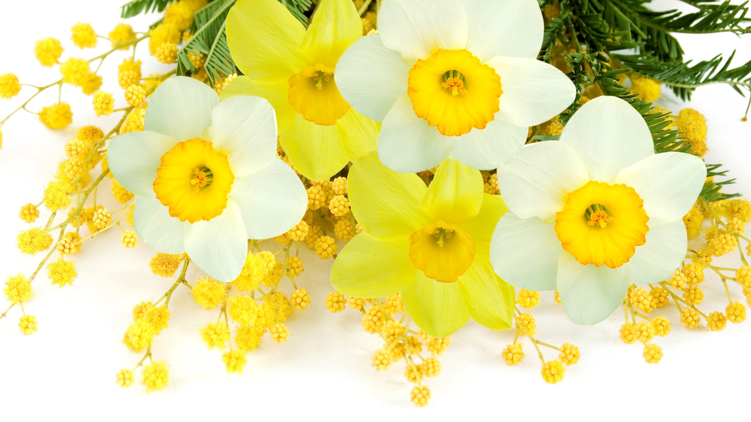 Обои цветы, фото, букет, нарциссы, мимоза, мимозы, flowers, photo, bouquet, daffodils, mimosa разрешение 4860x3075 Загрузить