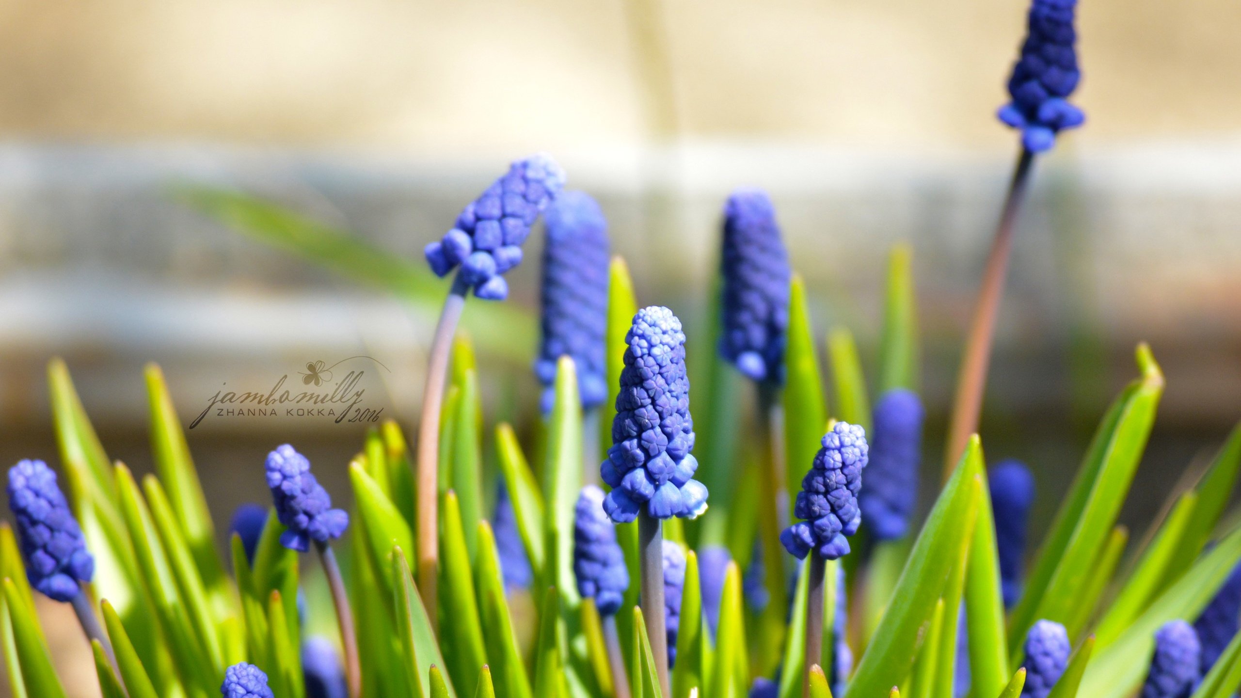 Обои цветы, макро, весна, синие, май, мускари, мышиный гиацинт, flowers, macro, spring, blue, may, muscari, hyacinth mouse разрешение 2992x2000 Загрузить