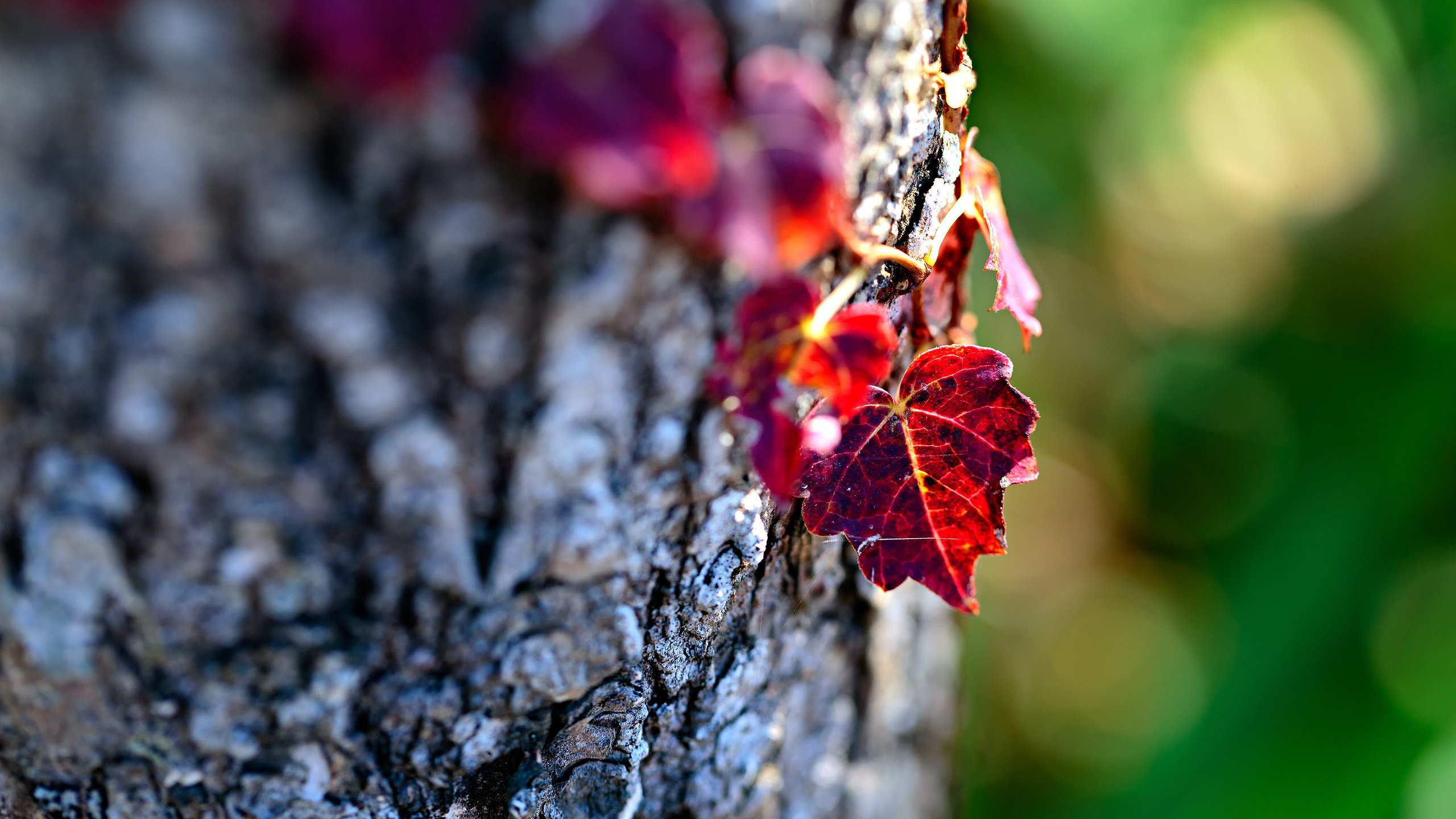 Обои дерево, макро, осень, лист, ствол, кора, боке, mirai.takahashi, tree, macro, autumn, sheet, trunk, bark, bokeh разрешение 3840x2400 Загрузить