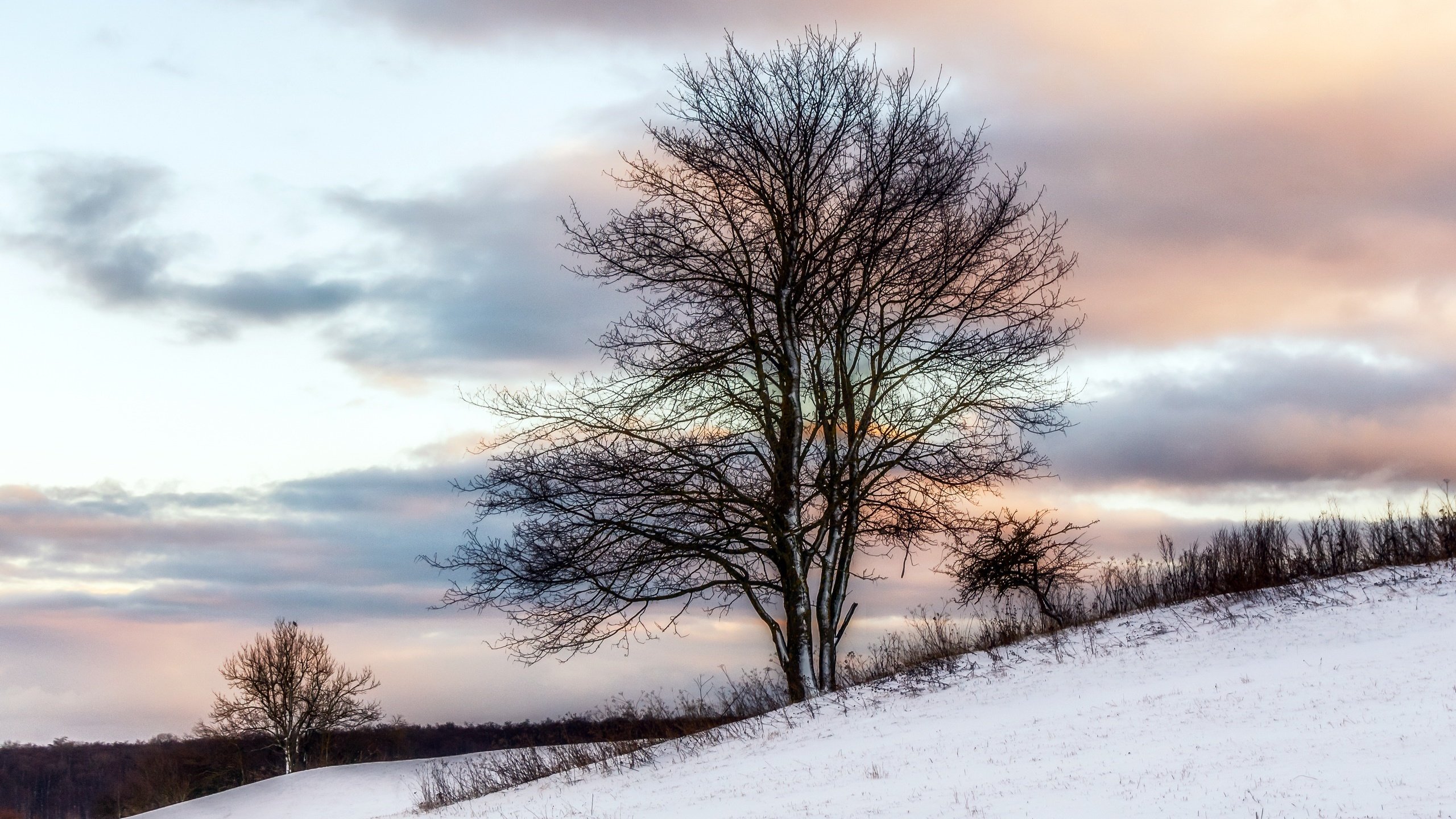 Обои снег, дерево, зима, snow, tree, winter разрешение 2560x1560 Загрузить