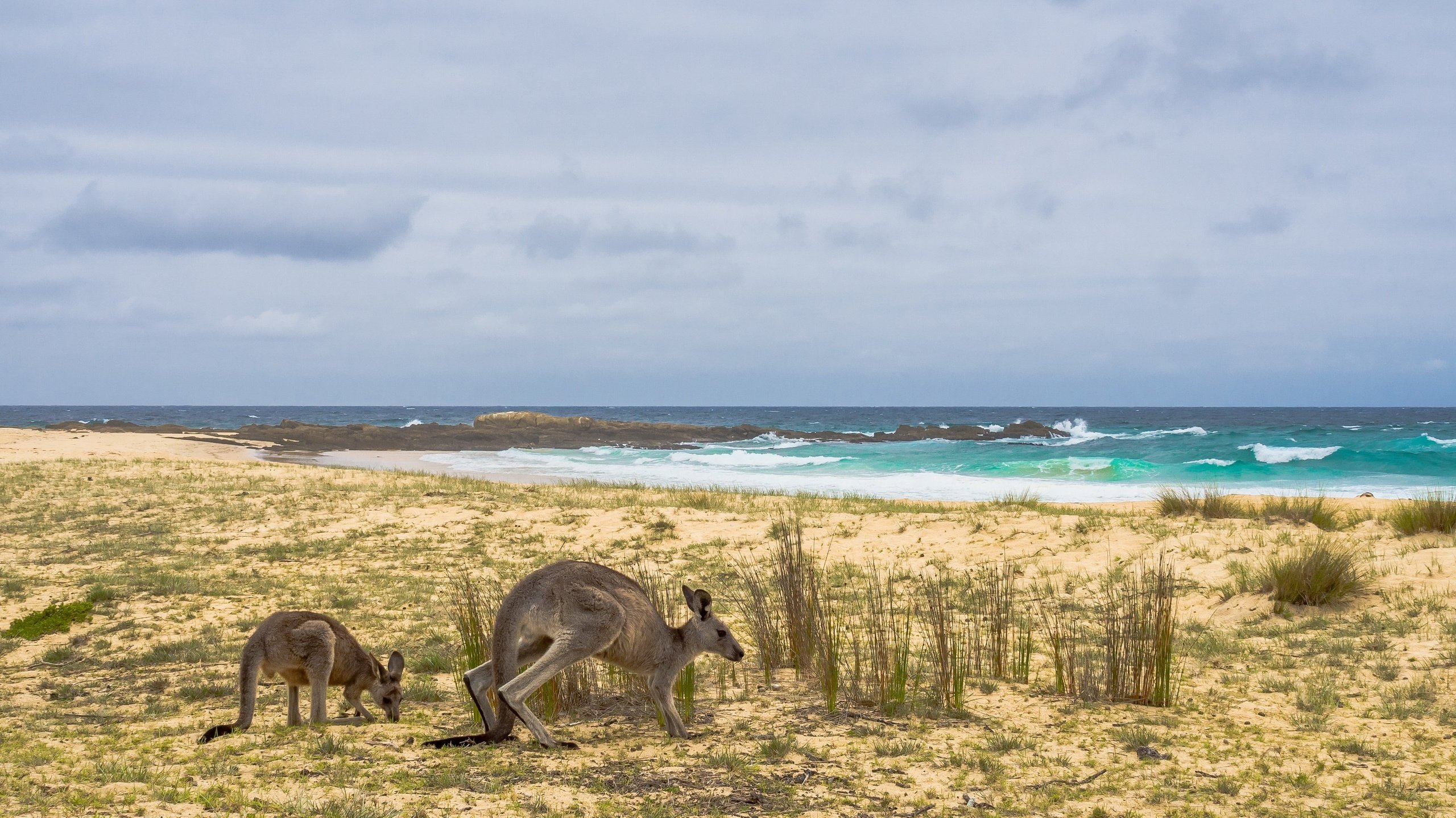 Обои берег, море, австралия, кенгуру, shore, sea, australia, kangaroo разрешение 2668x1440 Загрузить