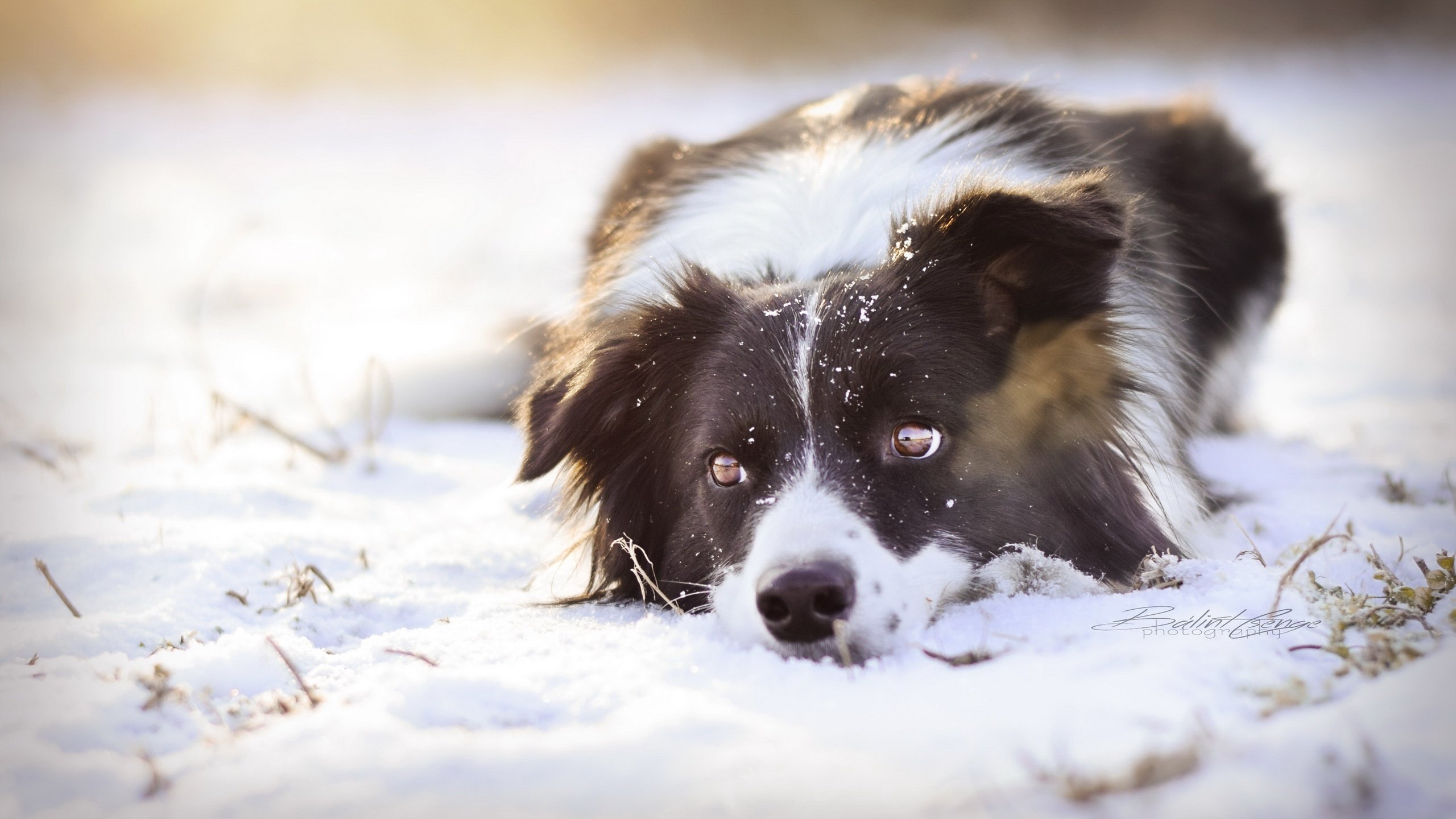 Обои снег, взгляд, собака, snow, look, dog разрешение 2560x1552 Загрузить