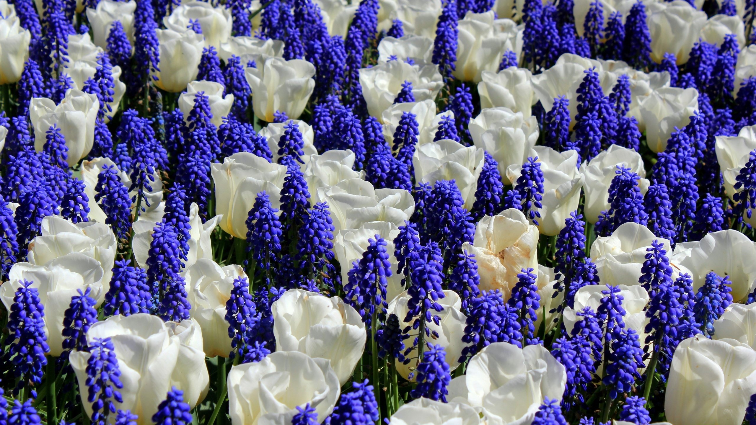 Обои цветы, тюльпаны, белые, синие, мускари, мышиный гиацинт, flowers, tulips, white, blue, muscari, hyacinth mouse разрешение 5120x3413 Загрузить