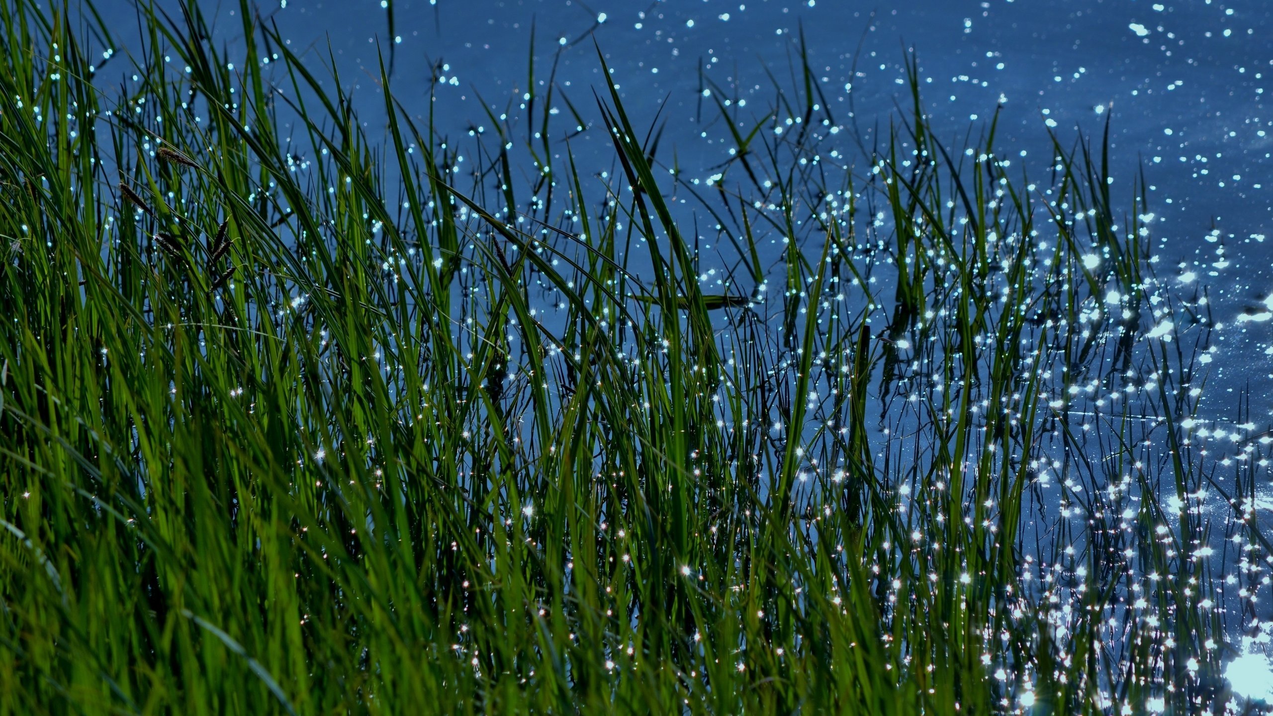 Обои трава, вода, природа, макро, блики, grass, water, nature, macro, glare разрешение 3840x2160 Загрузить