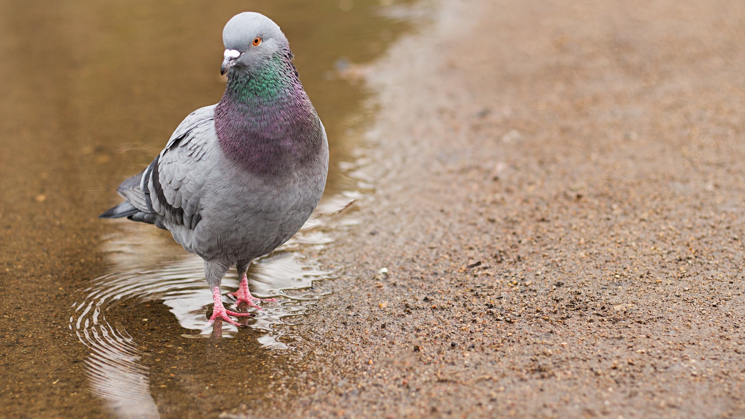 Обои вода, природа, птица, голубь, лужа, water, nature, bird, dove, puddle разрешение 5184x3456 Загрузить