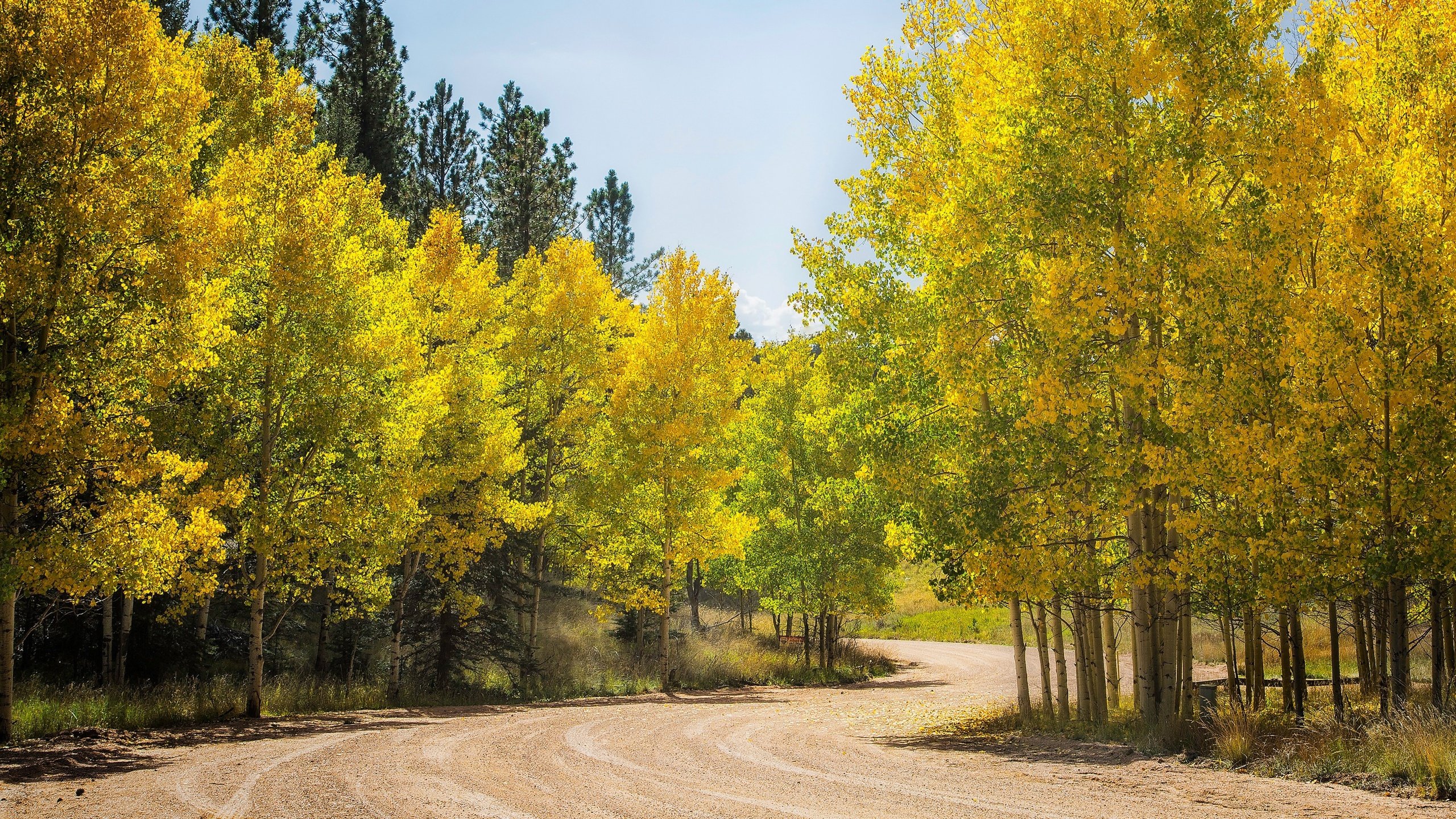 Обои дорога, деревья, лес, осень, сша, колорадо, осина, аспен, road, trees, forest, autumn, usa, colorado, aspen разрешение 3432x1600 Загрузить