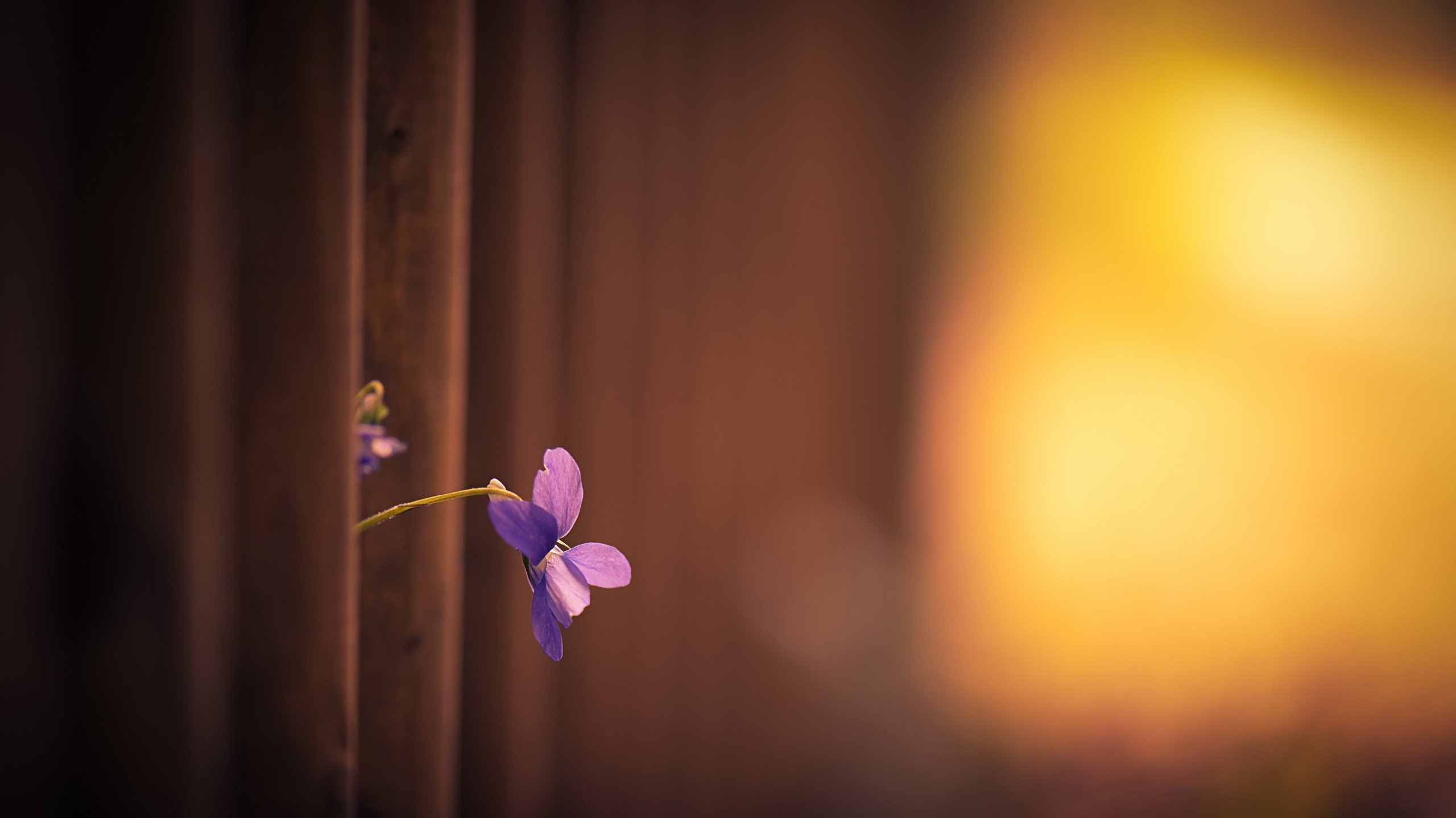 Обои свет, фон, цветок, лепестки, забор, анютины глазки, фиалка, light, background, flower, petals, the fence, pansy, violet разрешение 2560x1609 Загрузить