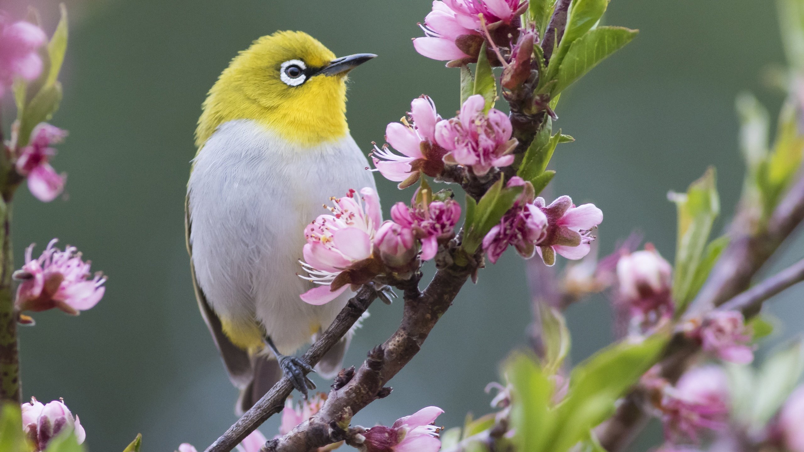 Обои цветы, ветка, природа, птица, весна, белоглазка, flowers, branch, nature, bird, spring, white-eyed разрешение 4213x2809 Загрузить