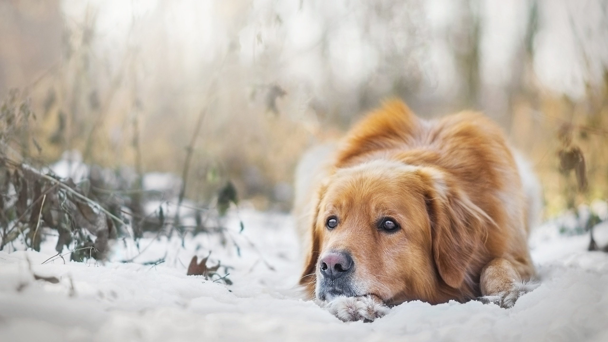 Обои снег, зима, настроение, собака, золотистый ретривер, snow, winter, mood, dog, golden retriever разрешение 3600x2400 Загрузить