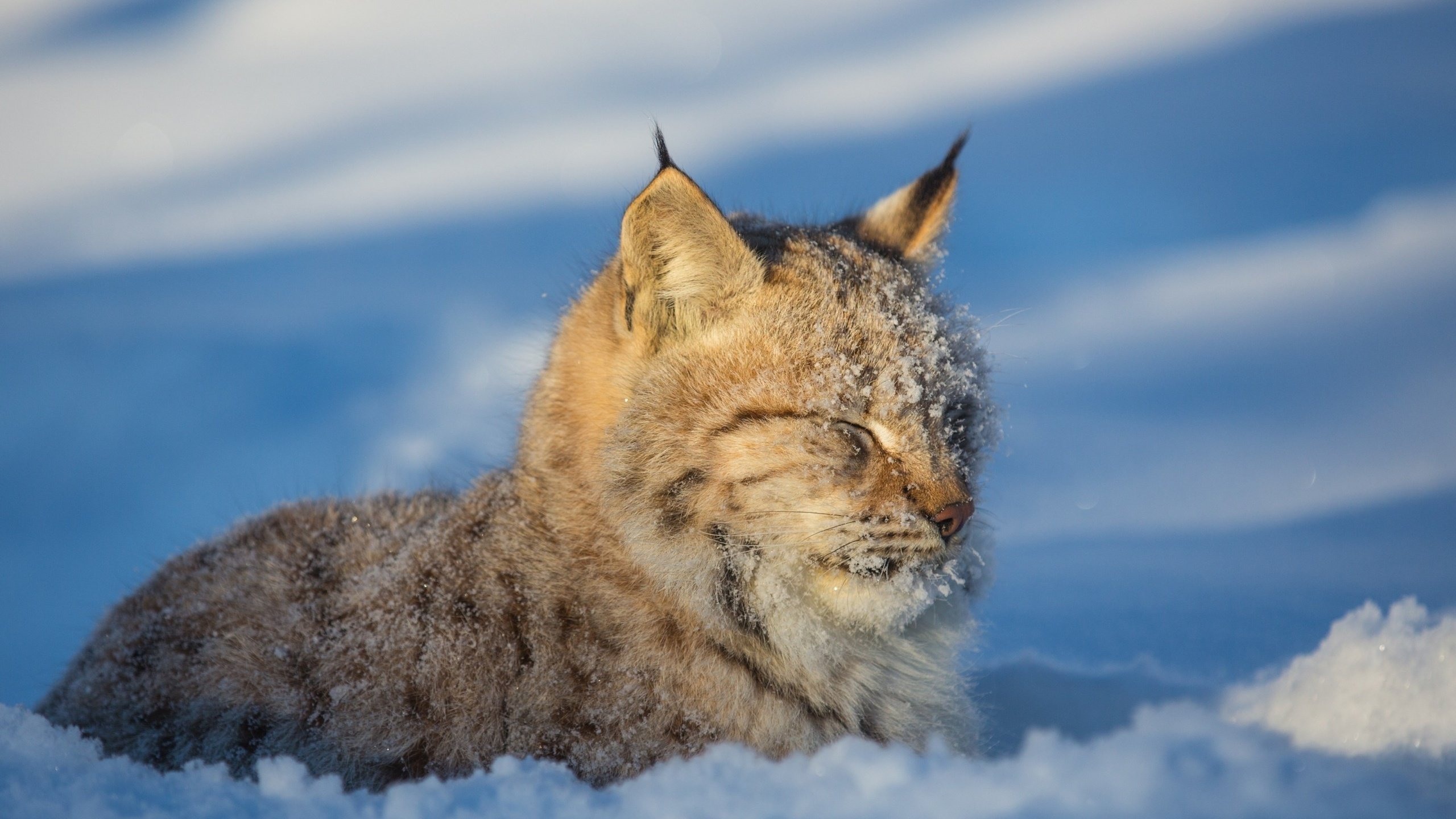 Обои морда, снег, зима, рысь, хищник, дикая кошка, face, snow, winter, lynx, predator, wild cat разрешение 2880x1800 Загрузить