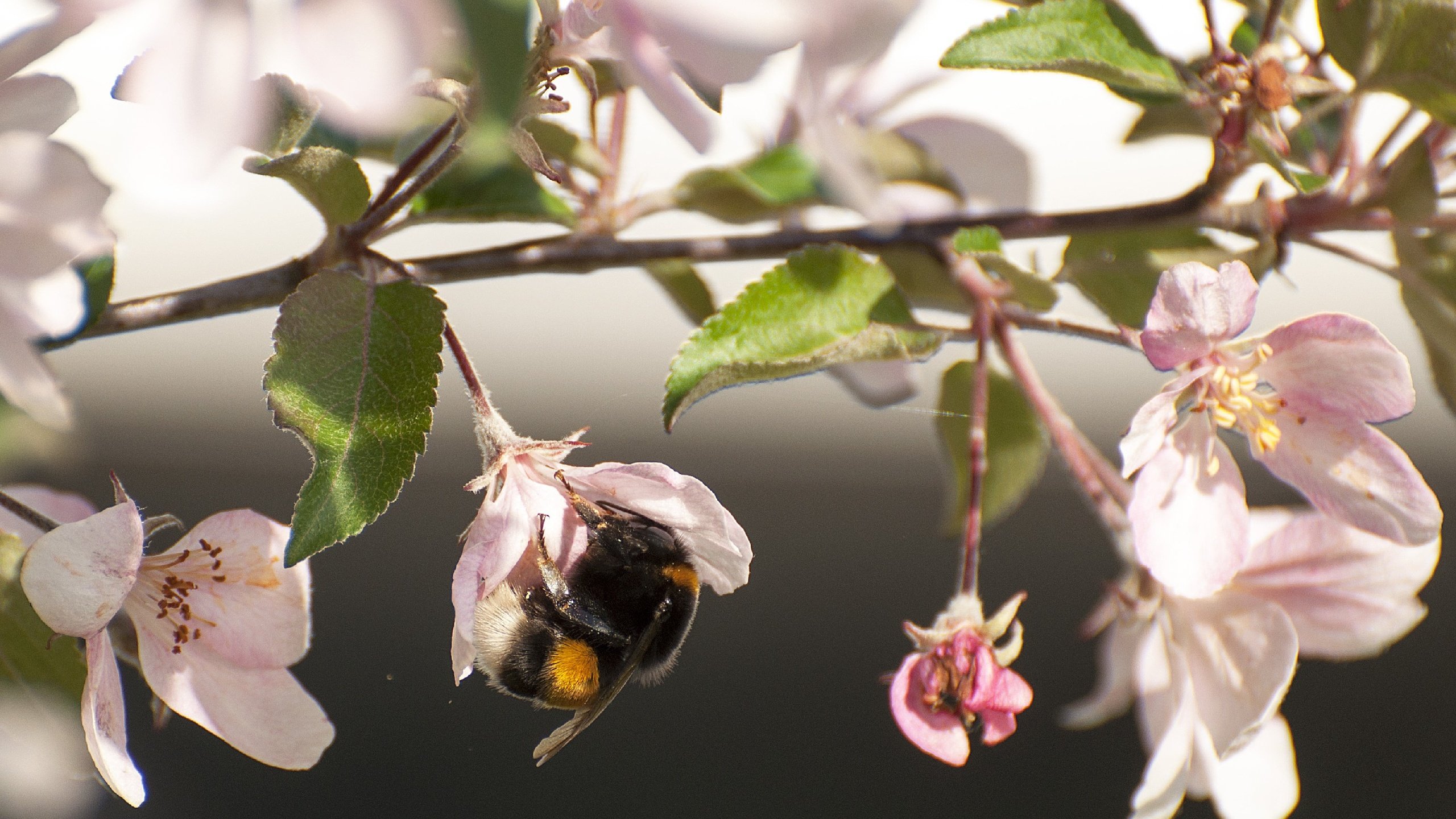 Обои цветы, цветение, насекомое, ветки, весна, яблоня, шмель, flowers, flowering, insect, branches, spring, apple, bumblebee разрешение 2824x1920 Загрузить