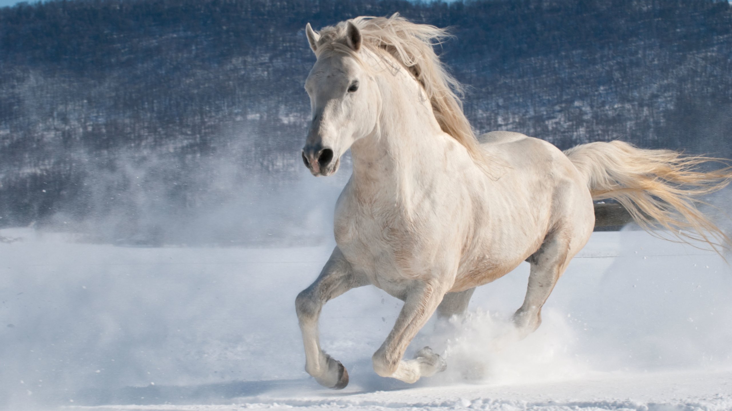 Обои лошадь, снег, зима, конь, бег, жеребец, andrew n dierks, horse, snow, winter, running, stallion разрешение 3872x2592 Загрузить