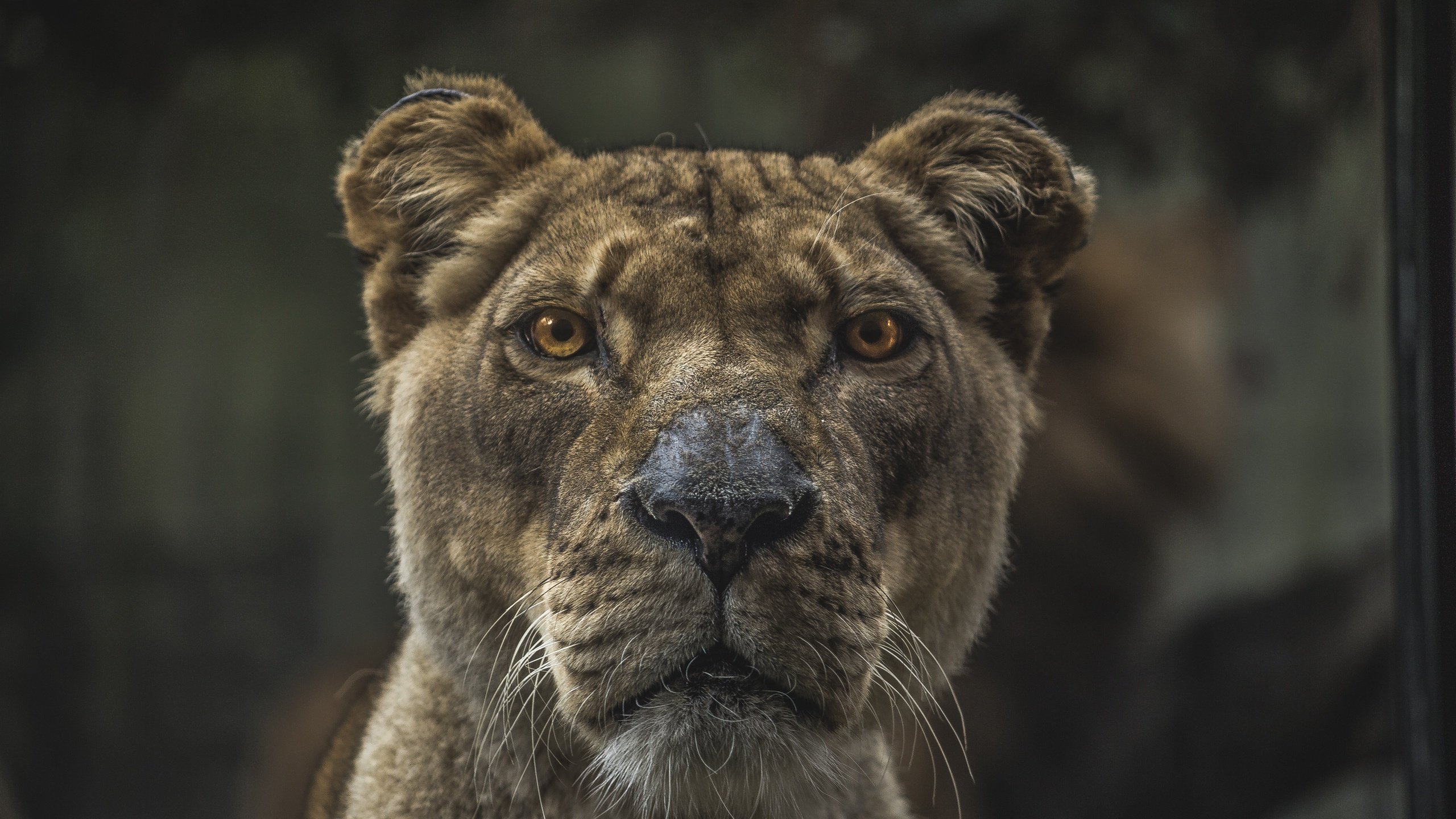 Обои морда, взгляд, хищник, животное, лев, львица, размытие, face, look, predator, animal, leo, lioness, blur разрешение 5472x3648 Загрузить