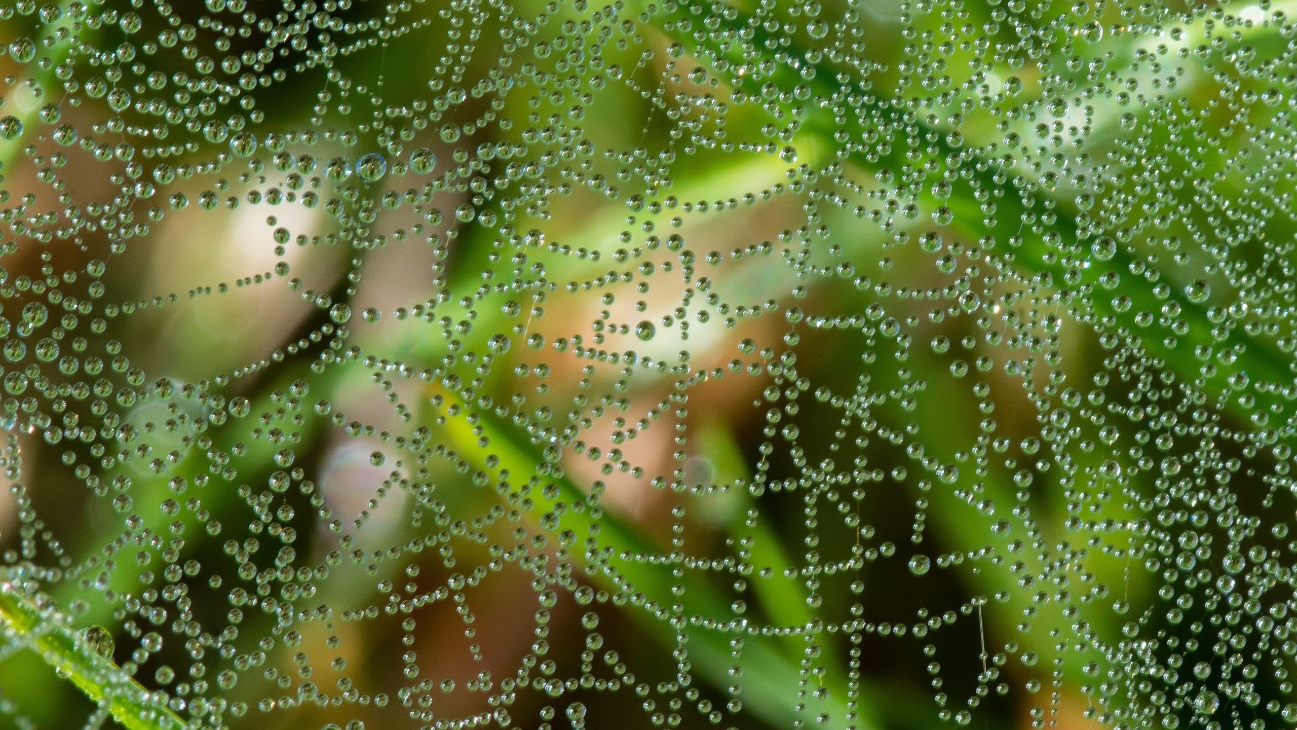 Обои макро, роса, капли, паутина, капельки росы, macro, rosa, drops, web, drops of dew разрешение 2560x1707 Загрузить