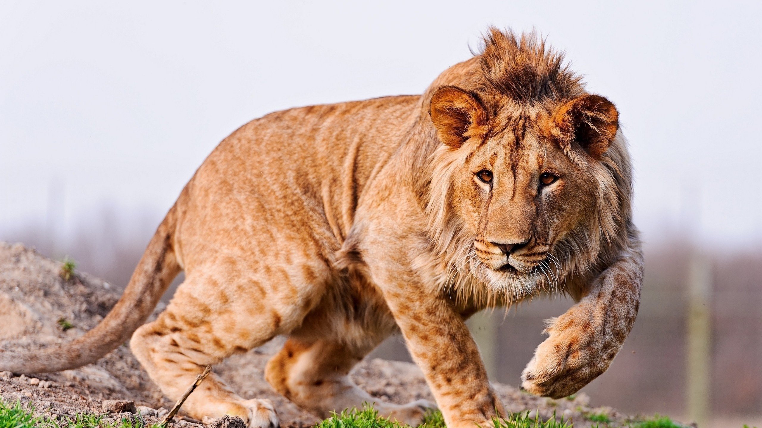 Обои лапы, хищник, большая кошка, лев, грива, молодой лев, paws, predator, big cat, leo, mane разрешение 2560x1600 Загрузить