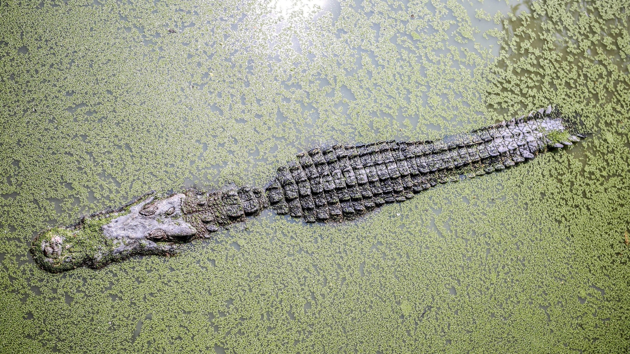 Обои вода, крокодил, водоросли, ряска, аллигатор, water, crocodile, algae, duckweed, alligator разрешение 3840x2400 Загрузить