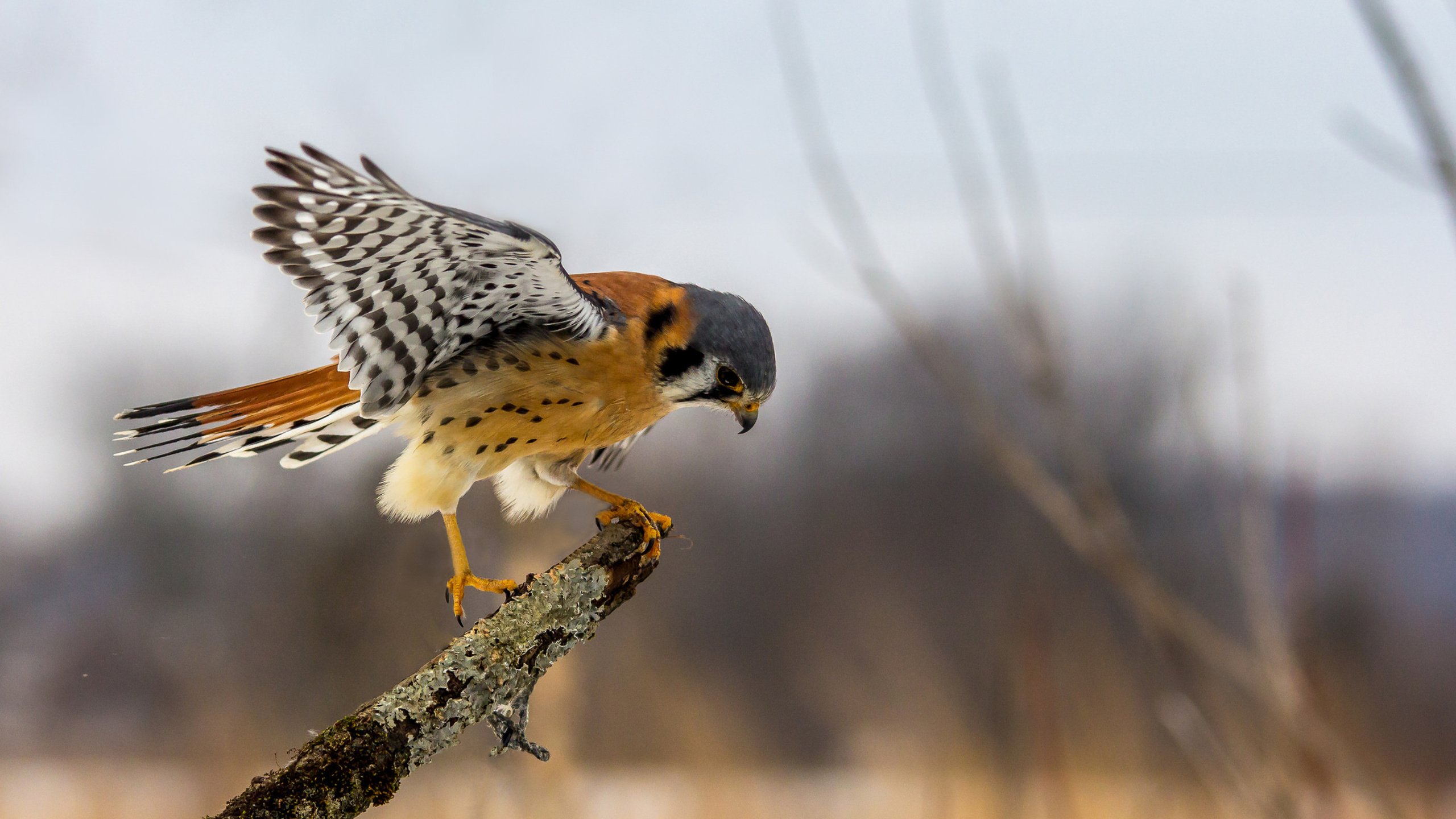 Обои ветка, крылья, сидит, птица, сокол, хищная, пустельга, branch, wings, sitting, bird, falcon, predatory, kestrel разрешение 3840x2160 Загрузить