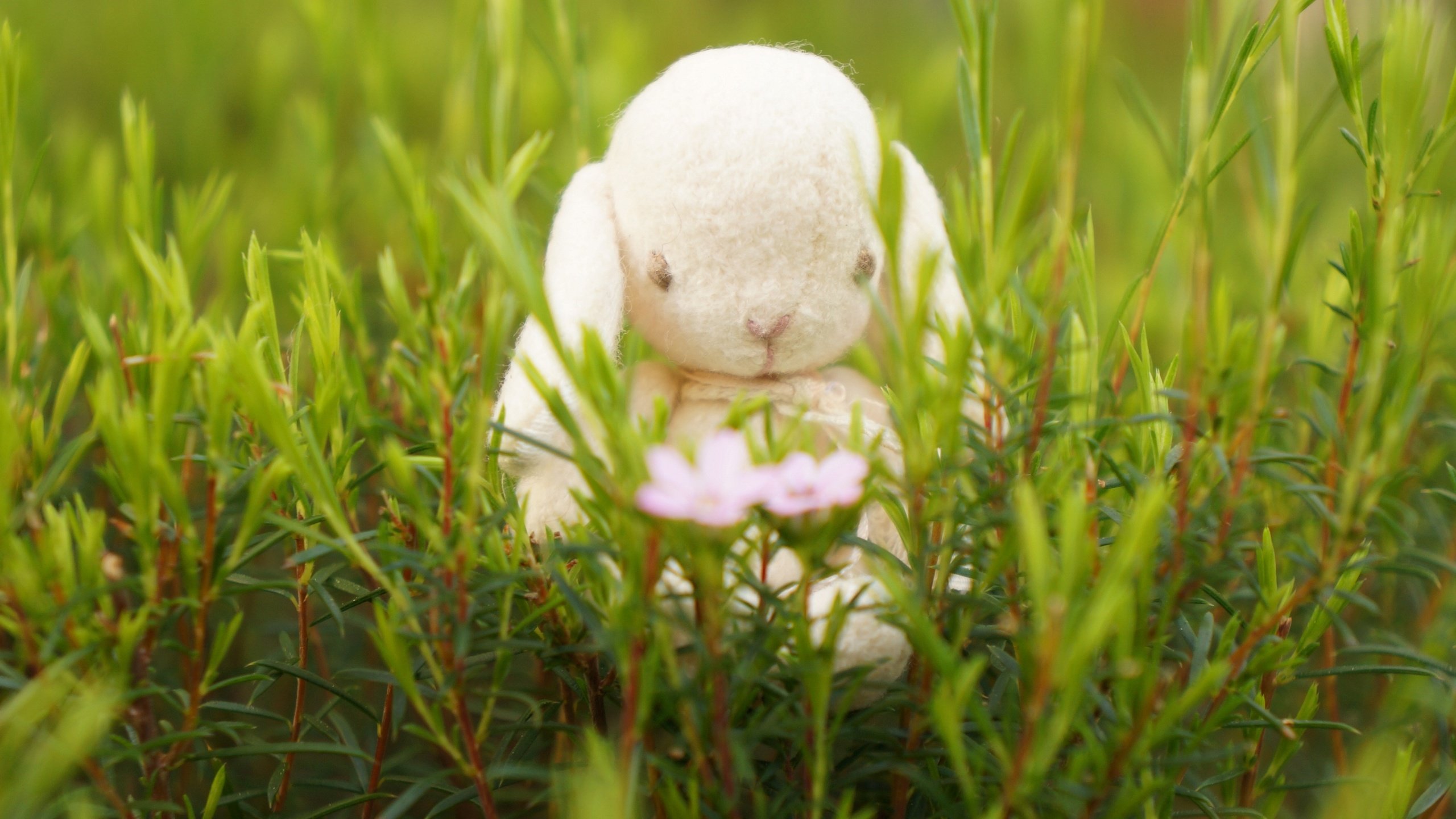 Обои цветы, трава, настроение, игрушка, кролик, зайка, flowers, grass, mood, toy, rabbit, bunny разрешение 3568x2368 Загрузить