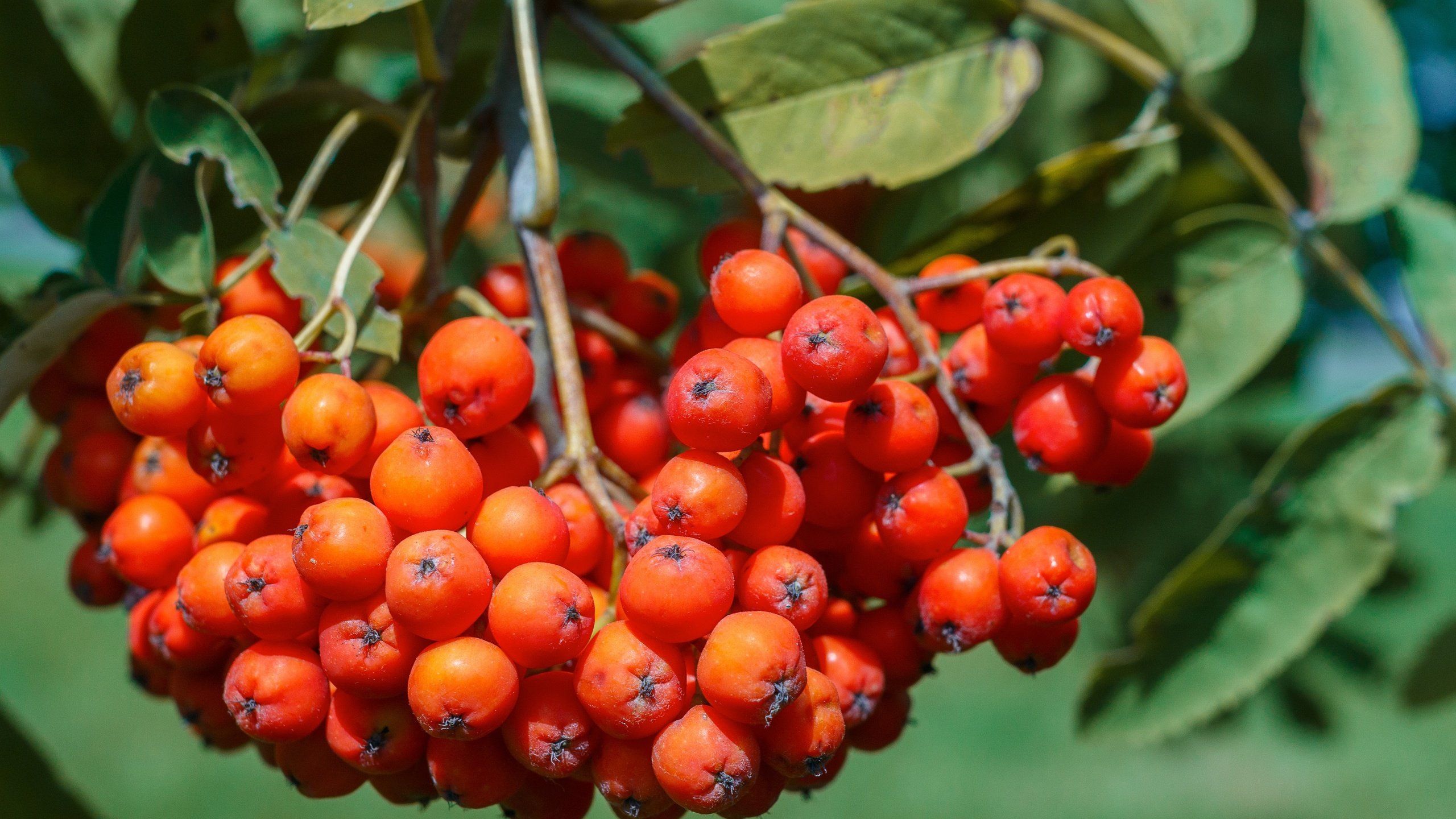 Обои природа, листья, ягоды, растение, рябина, nature, leaves, berries, plant, rowan разрешение 4970x3313 Загрузить