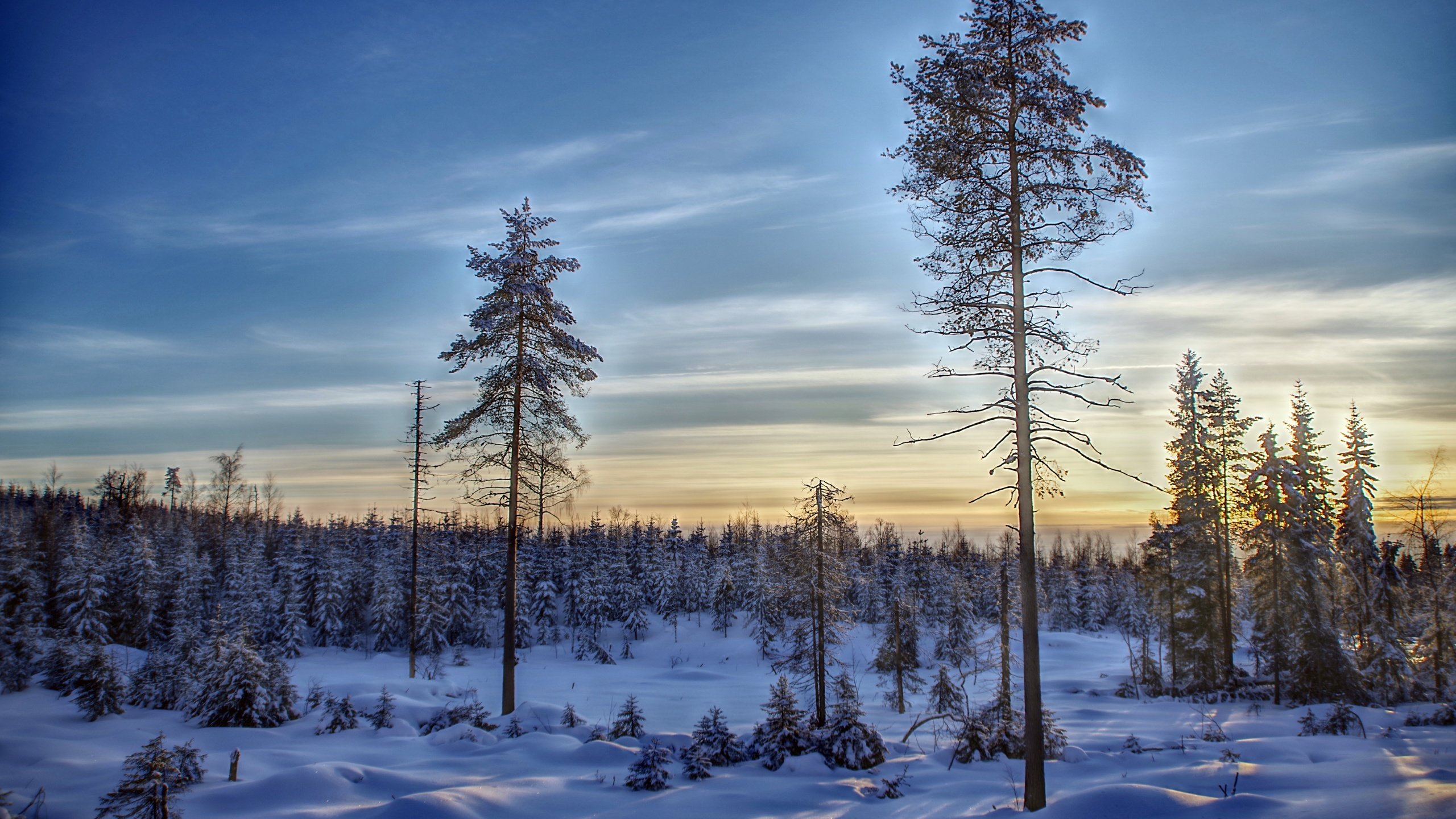 Обои небо, деревья, снег, лес, зима, финляндия, the sky, trees, snow, forest, winter, finland разрешение 6000x4004 Загрузить