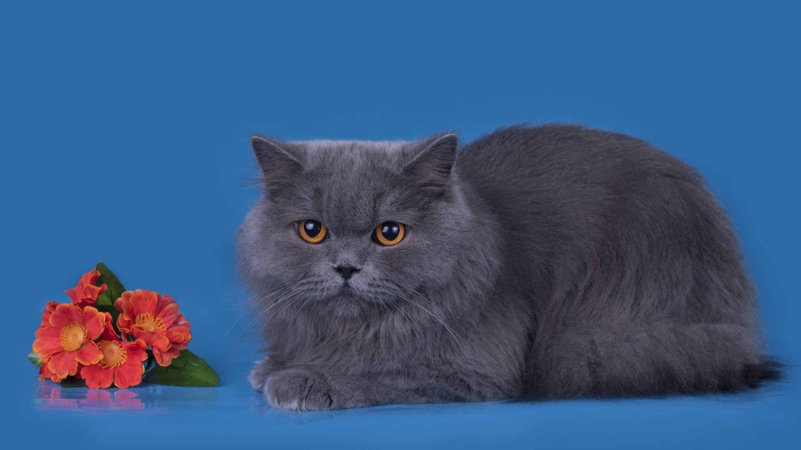 Обои цветы, фон, кот, мордочка, усы, кошка, взгляд, британская, flowers, background, cat, muzzle, mustache, look, british разрешение 2880x1800 Загрузить