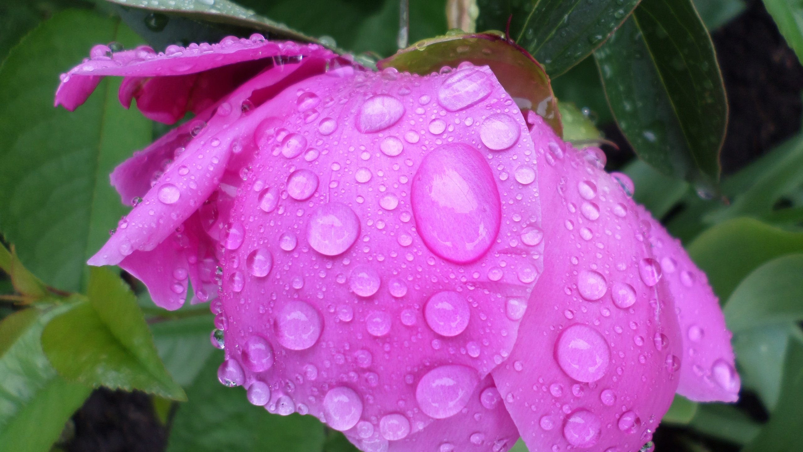 Обои листья, цветок, капли, лепестки, дождик, пион, leaves, flower, drops, petals, the rain, peony разрешение 4608x3456 Загрузить