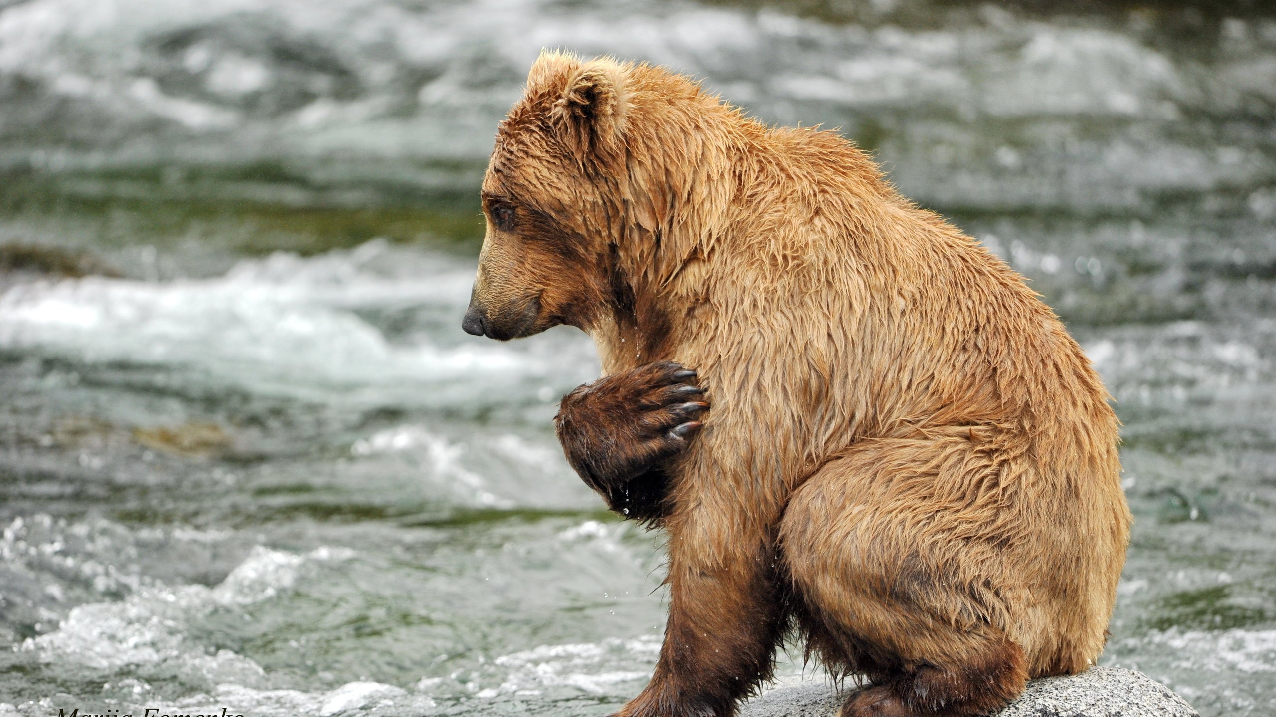 Обои вода, река, камни, медведь, хищник, животное, water, river, stones, bear, predator, animal разрешение 4256x2832 Загрузить