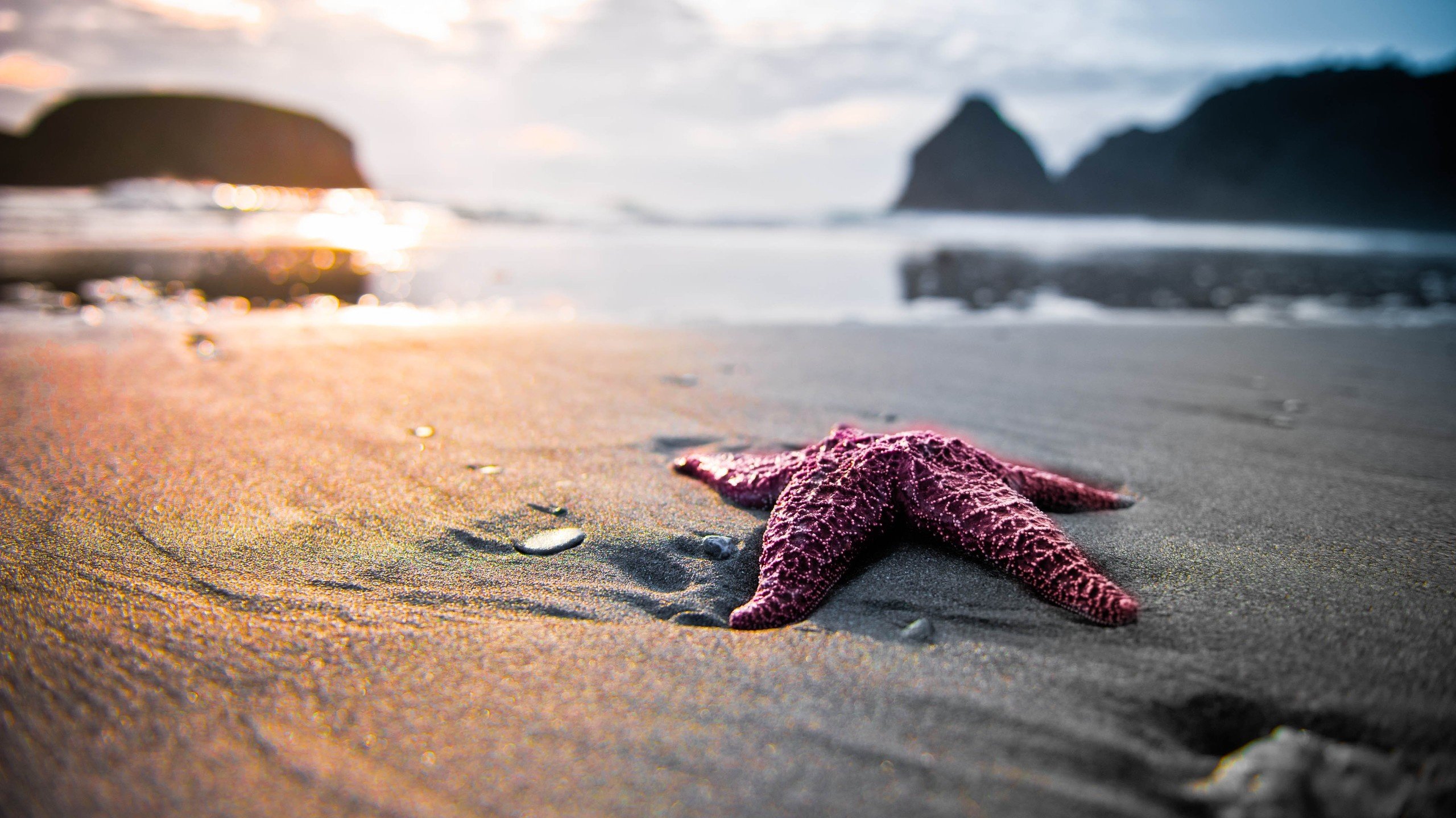 Обои скалы, берег, море, песок, пляж, блики, морская звезда, rocks, shore, sea, sand, beach, glare, starfish разрешение 2560x1600 Загрузить