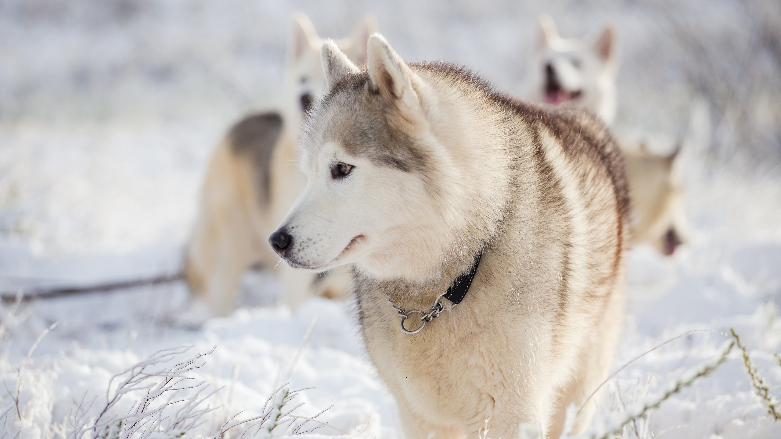 Обои снег, зима, мордочка, взгляд, хаски, собаки, snow, winter, muzzle, look, husky, dogs разрешение 3840x2400 Загрузить