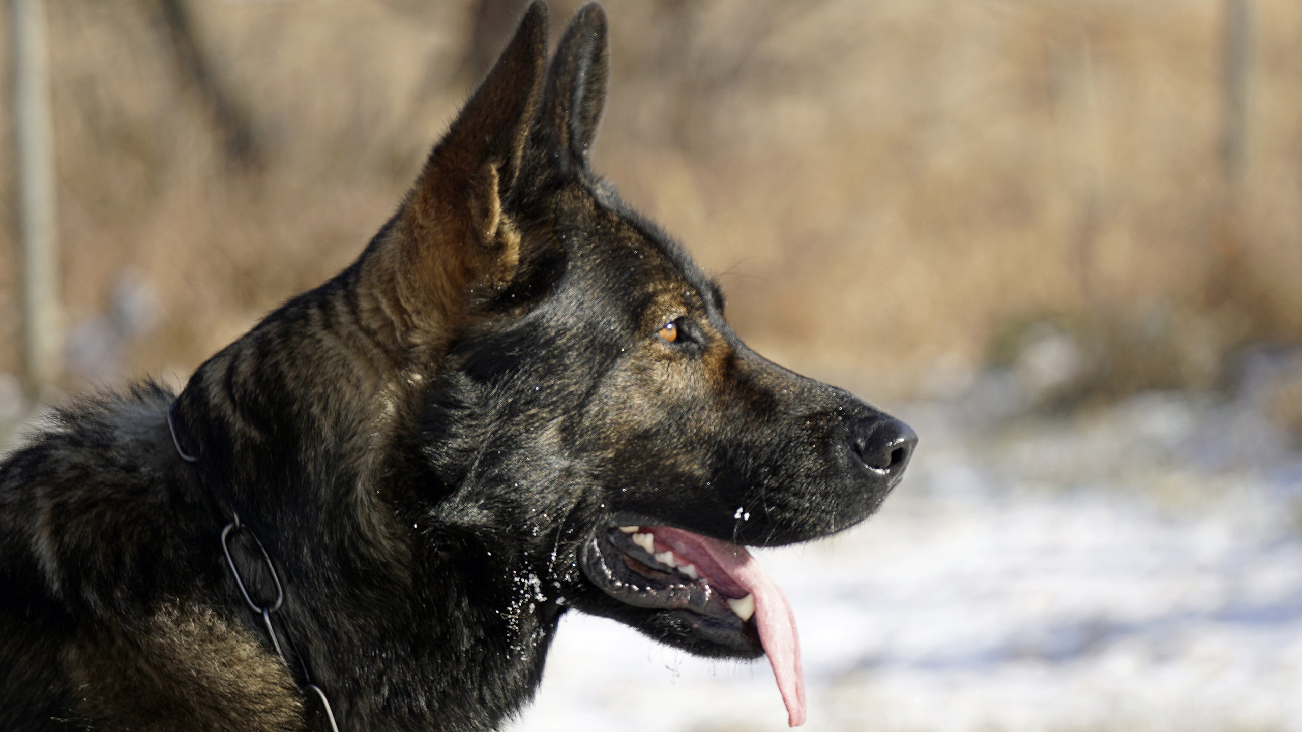 Обои собака, профиль, язык, немецкая овчарка, овчарка, dog, profile, language, german shepherd, shepherd разрешение 3840x2400 Загрузить