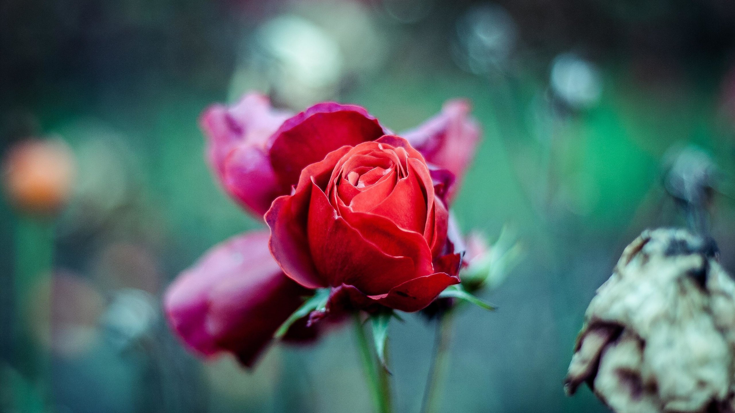 Обои цветы, лепестки, размытость, бутон, стебель, красная роза, flowers, petals, blur, bud, stem, red rose разрешение 3504x2336 Загрузить
