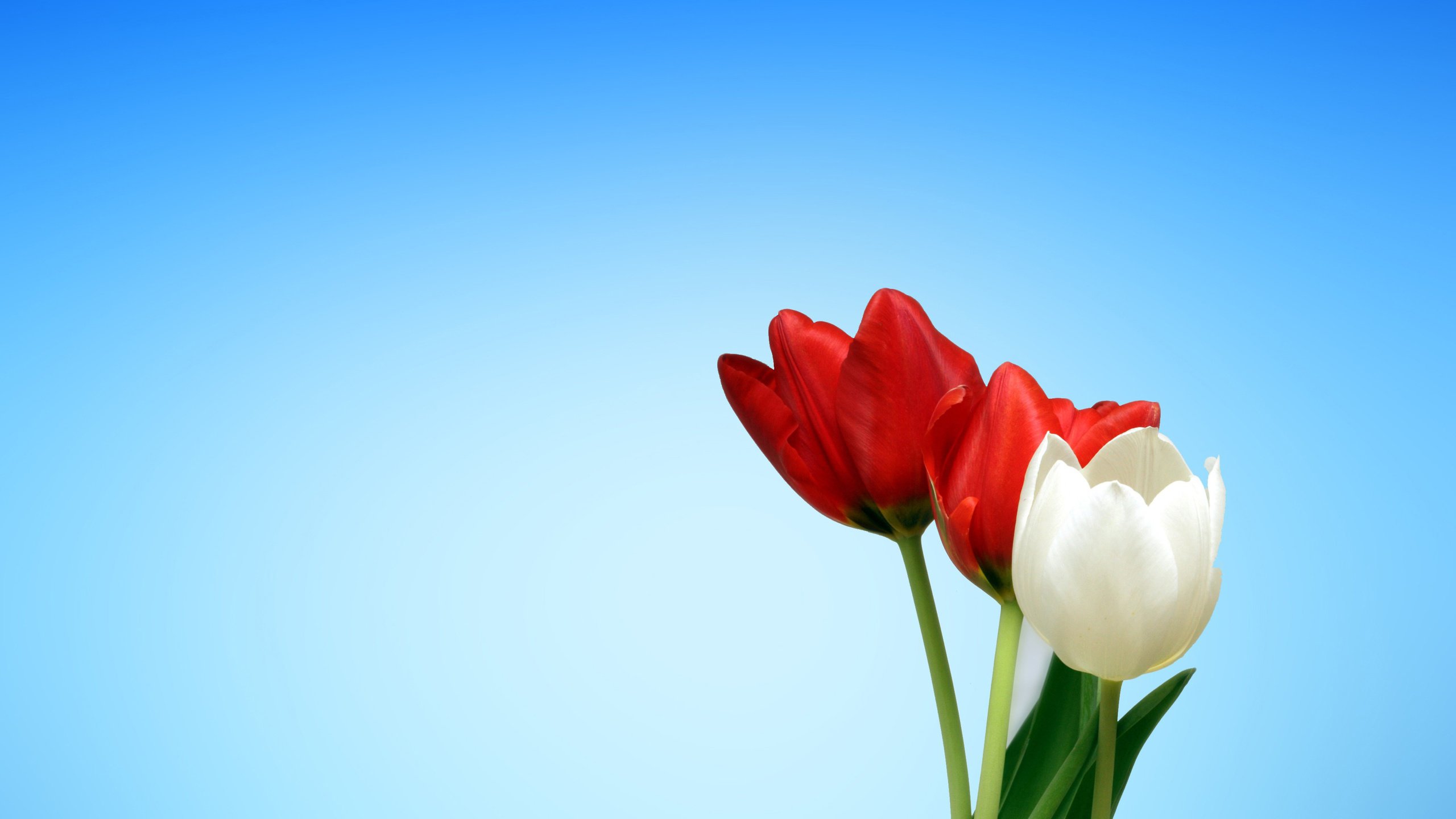 Обои цветы, бутоны, красные, весна, тюльпаны, белые, flowers, buds, red, spring, tulips, white разрешение 3500x2188 Загрузить
