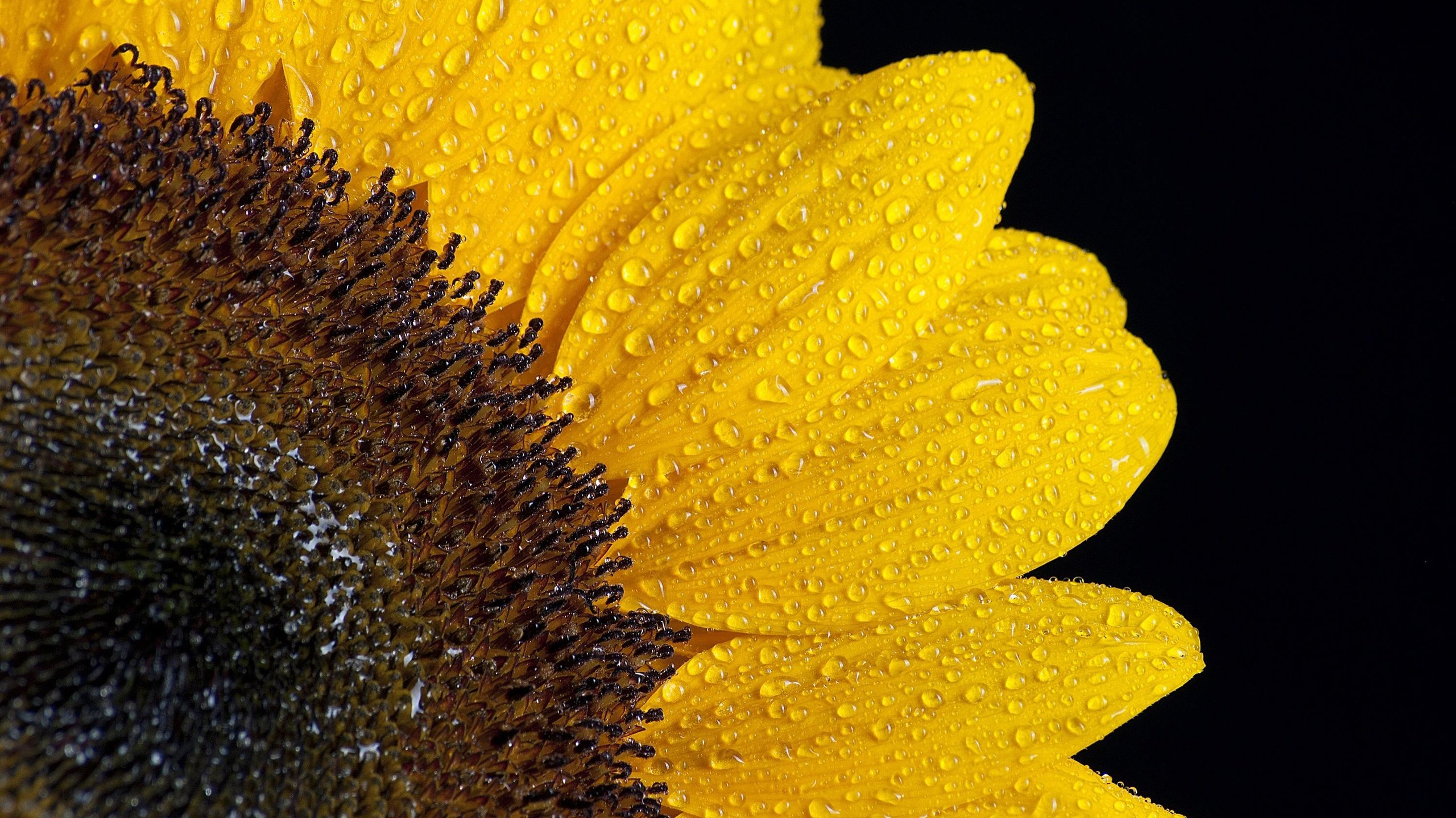 Обои макро, цветок, роса, капли, лепестки, подсолнух, черный фон, macro, flower, rosa, drops, petals, sunflower, black background разрешение 3000x2000 Загрузить