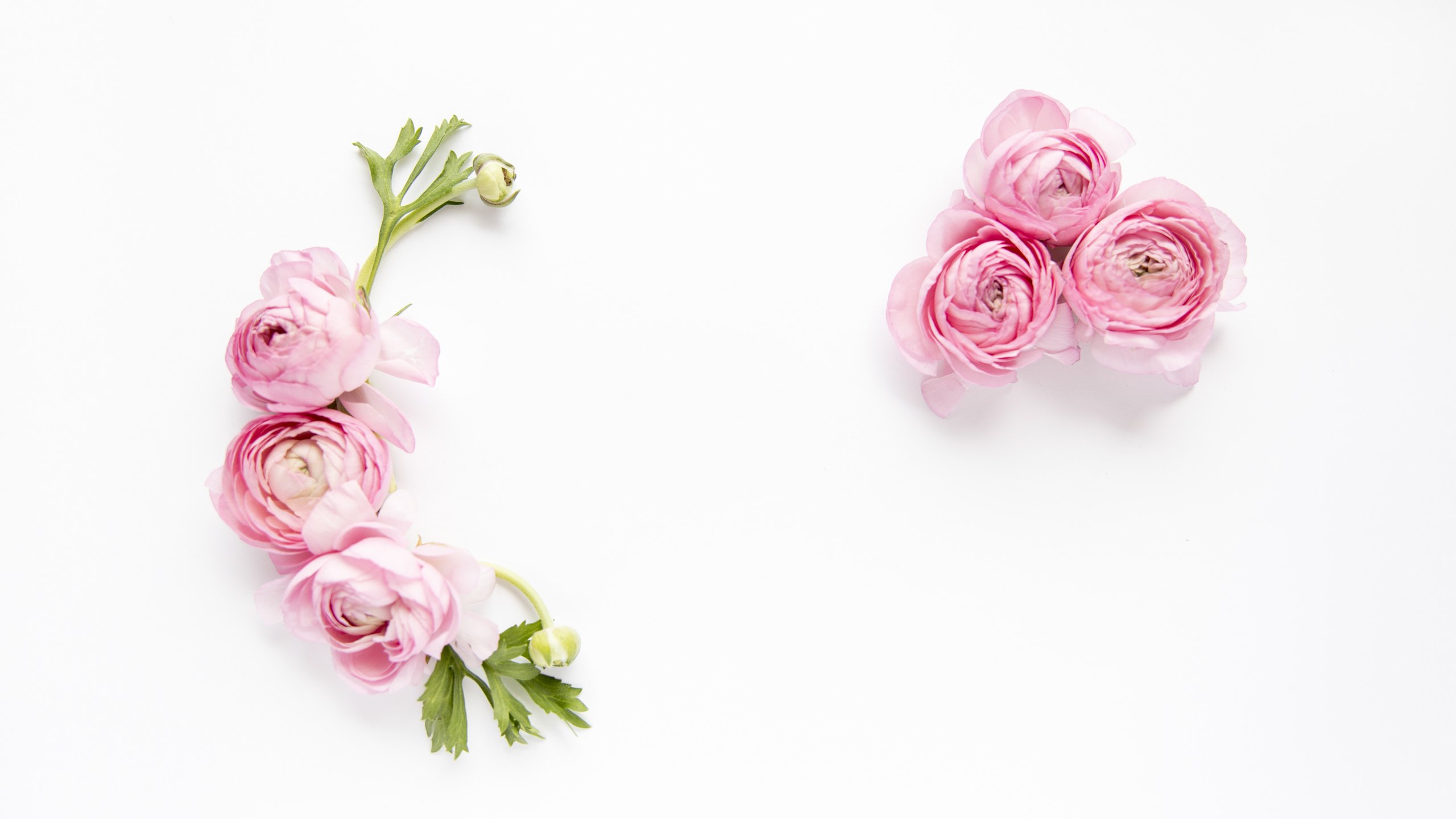 Обои цветы, лепестки, белый фон, ранункулюс, flowers, petals, white background, ranunculus разрешение 6720x4480 Загрузить