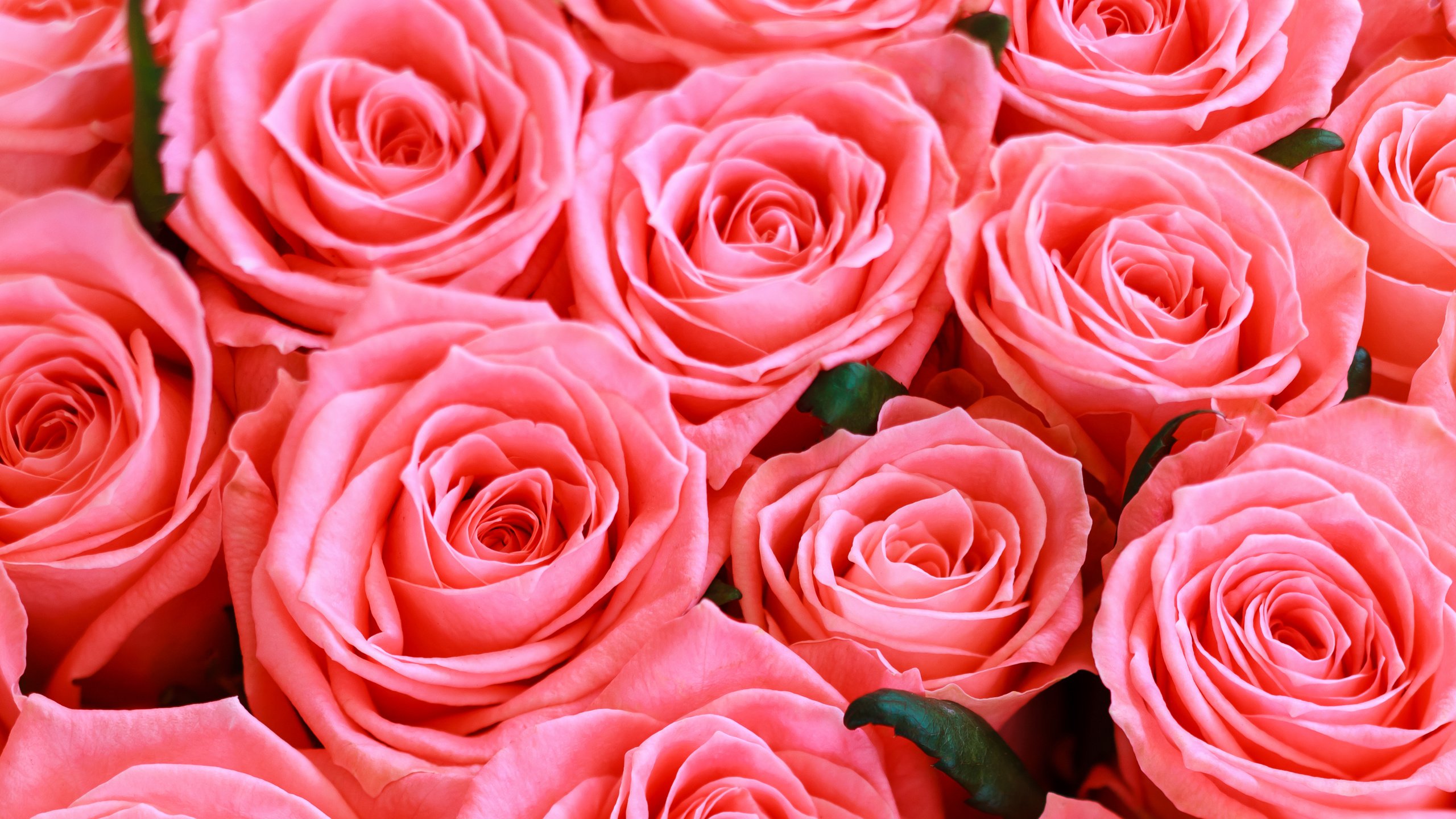 Обои цветы, розы, розовые, flowers, roses, pink разрешение 4461x2722 Загрузить