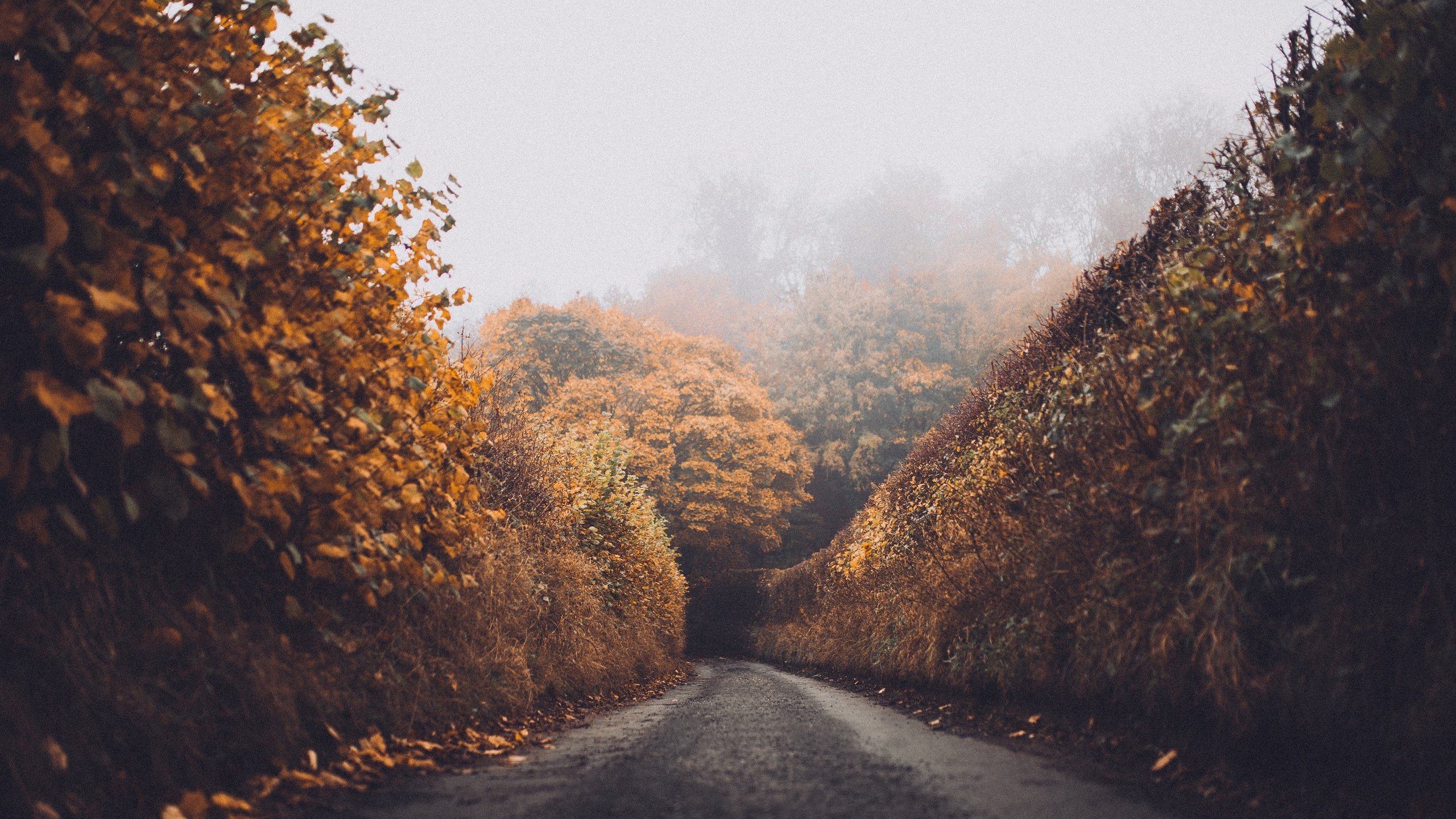 Обои дорога, лес, листья, пейзаж, туман, осень, road, forest, leaves, landscape, fog, autumn разрешение 5469x3646 Загрузить