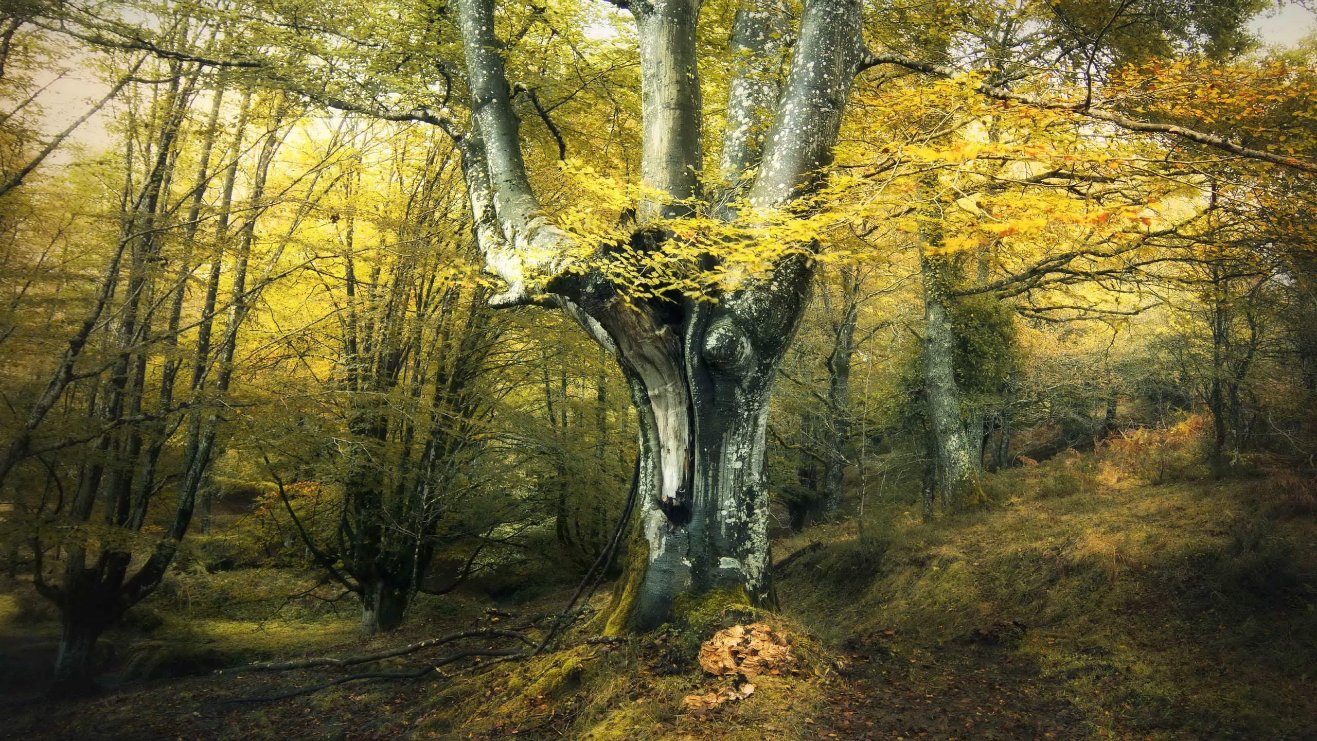 Обои дерево, лес, осень, tree, forest, autumn разрешение 3840x2160 Загрузить