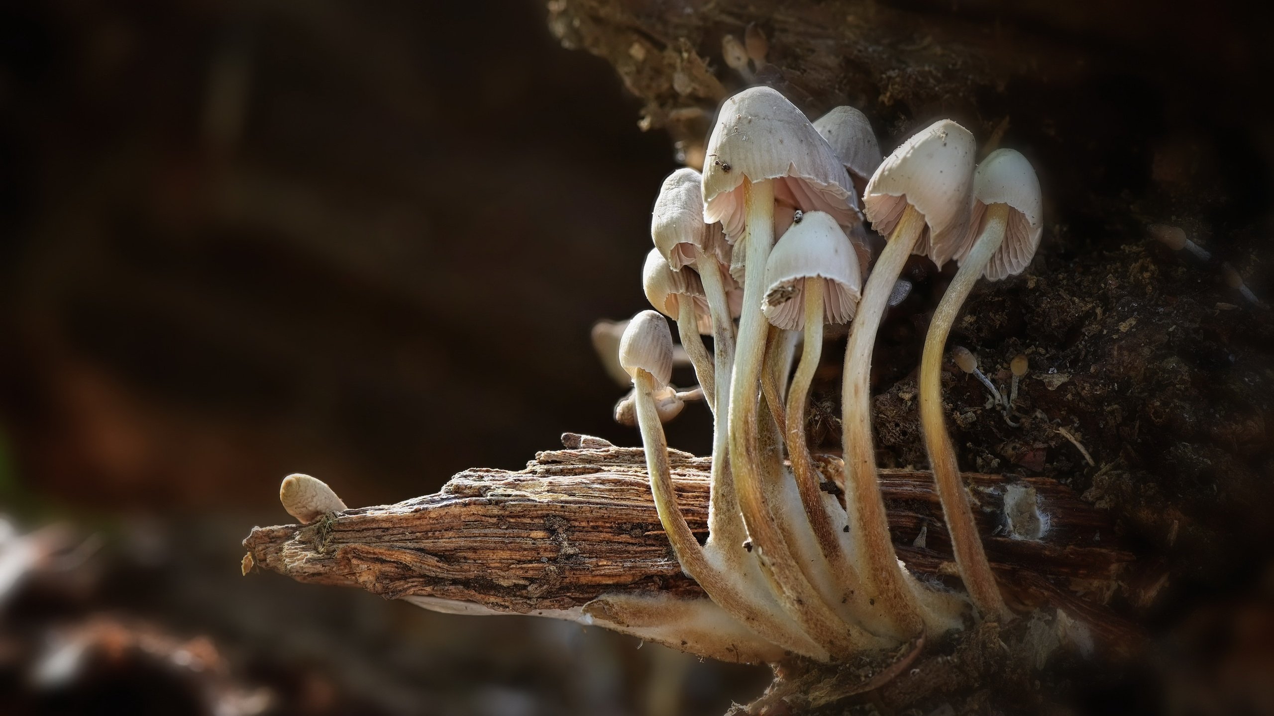 Обои фон, грибы, background, mushrooms разрешение 3840x2160 Загрузить