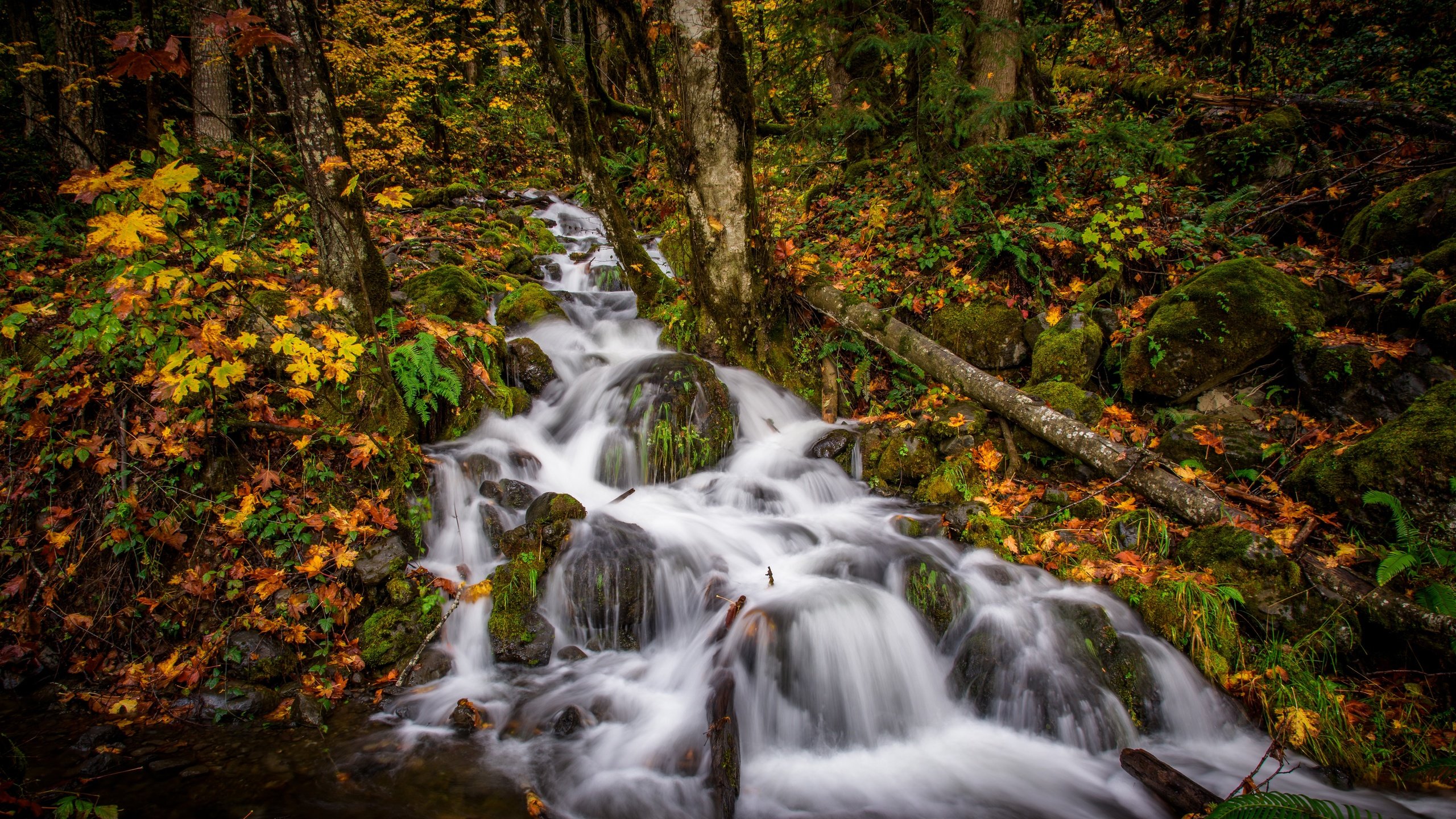 Обои лес, ручей, осень, каскад, forest, stream, autumn, cascade разрешение 6144x3886 Загрузить