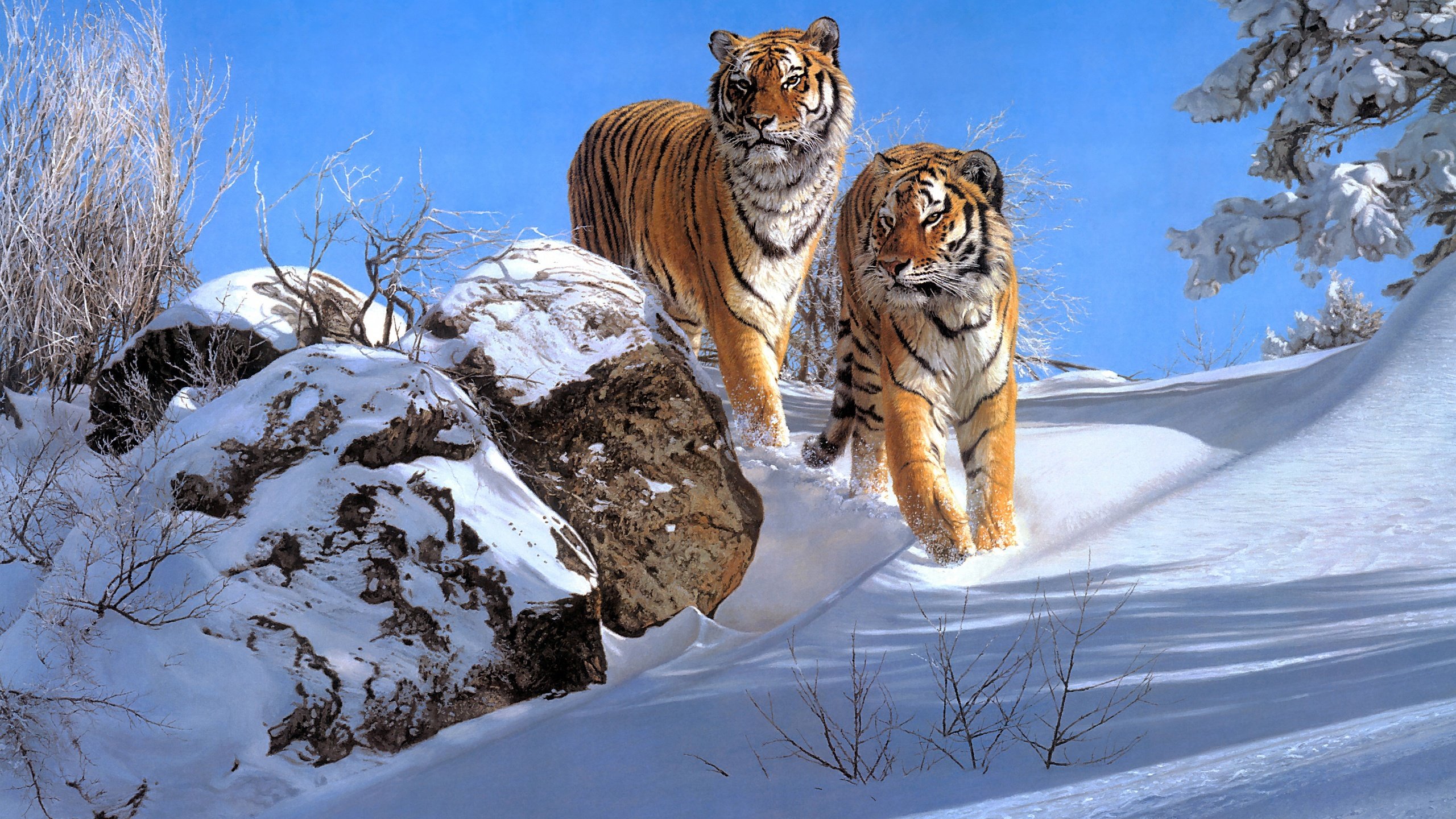 Обои снег, зима, тигры, snow, winter, tigers разрешение 3498x2524 Загрузить