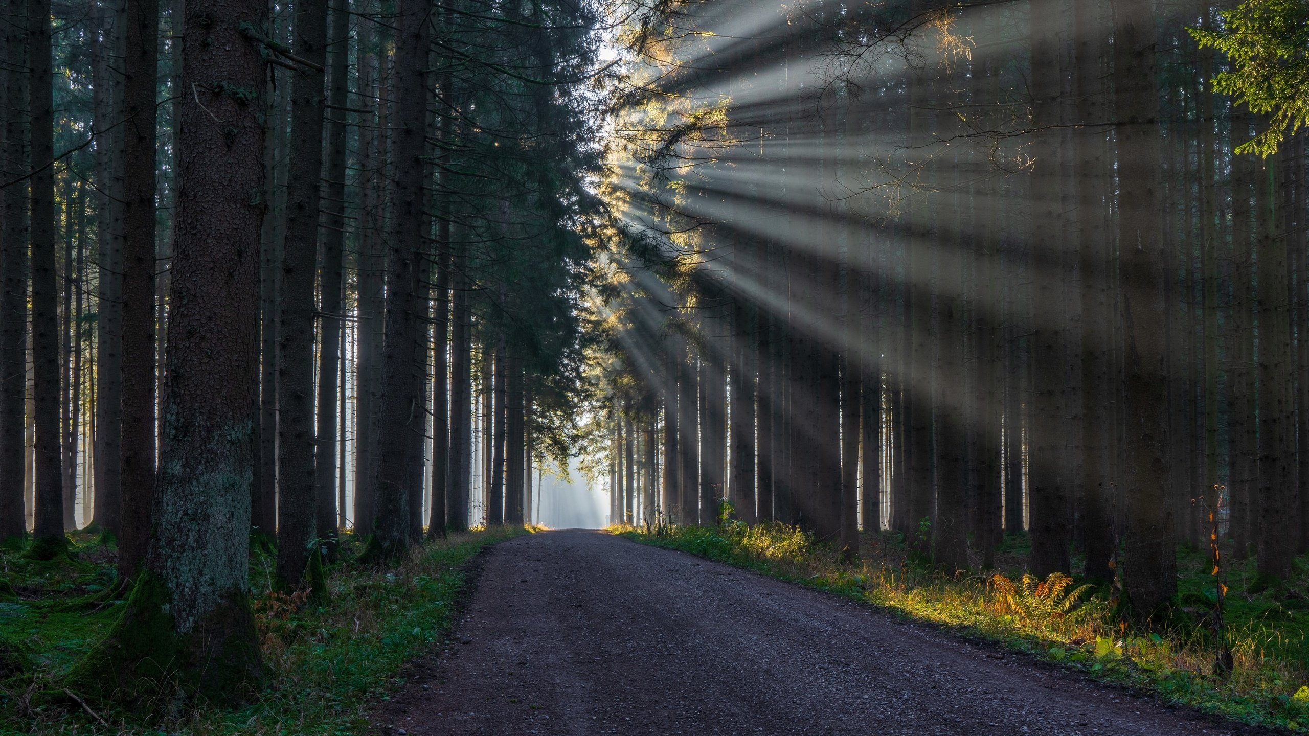 Обои свет, дорога, лес, light, road, forest разрешение 3840x2160 Загрузить