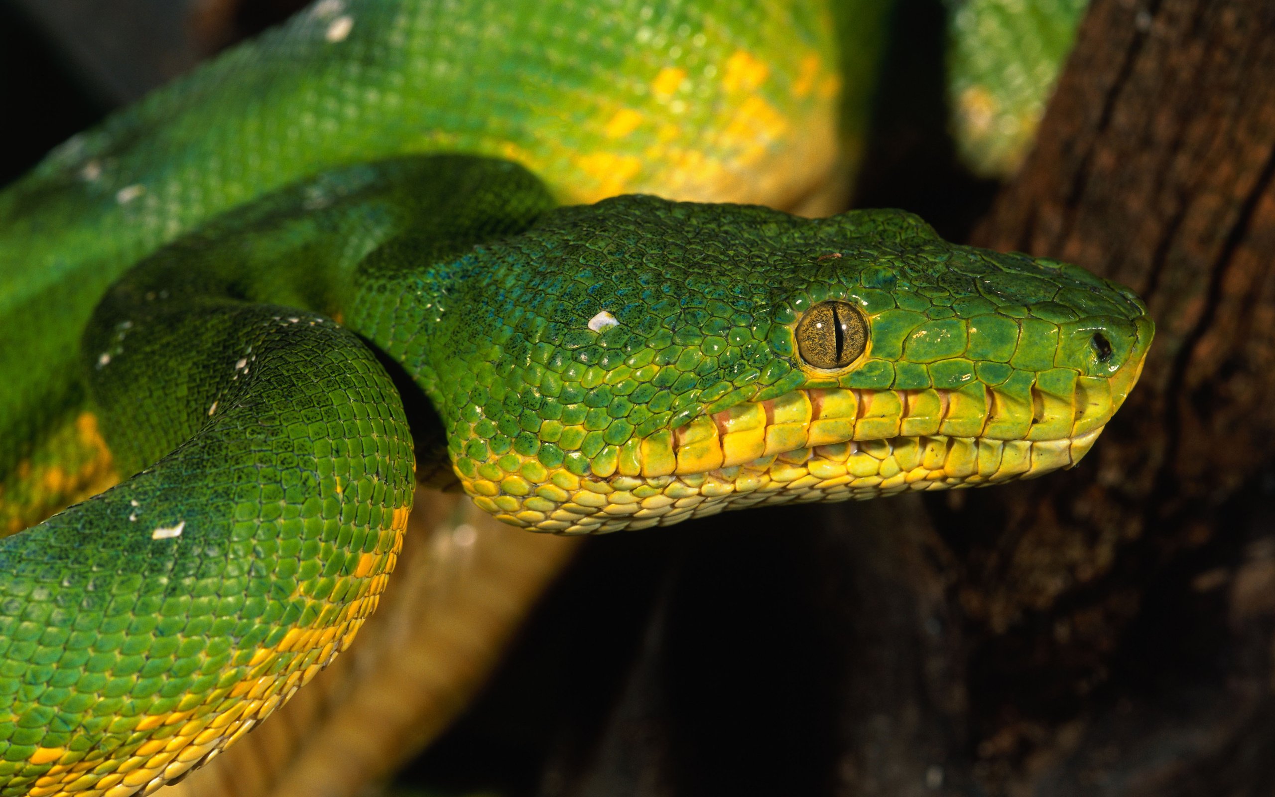 Обои глаза, змея, зеленая, чешуя, eyes, snake, green, scales разрешение 4208x2799 Загрузить