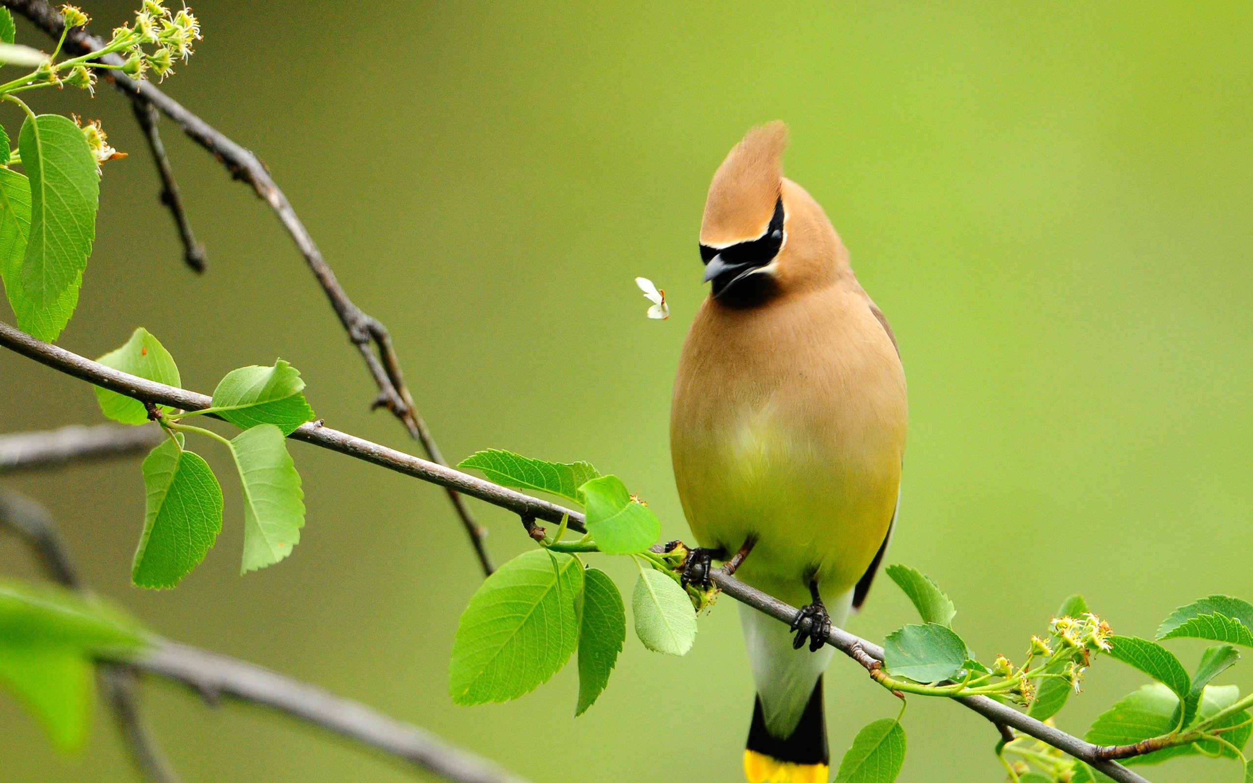 Обои ветка, птица, жуков, ловит, branch, bird, beetles, catches разрешение 2560x1700 Загрузить