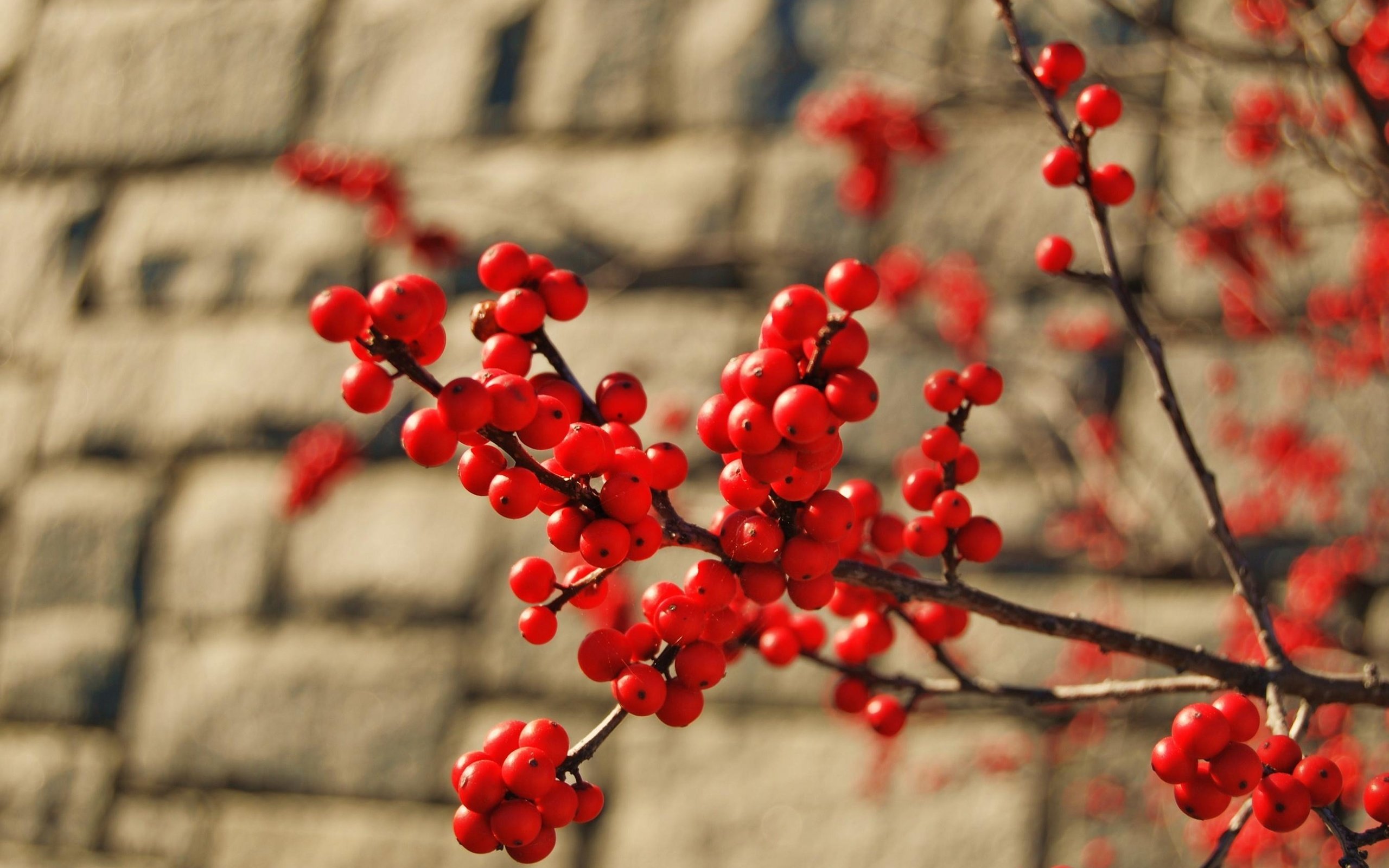 Обои ветка, макро, стена, красные, ягоды, куст, кирпич, грозди, branch, macro, wall, red, berries, bush, brick, bunches разрешение 2711x1815 Загрузить