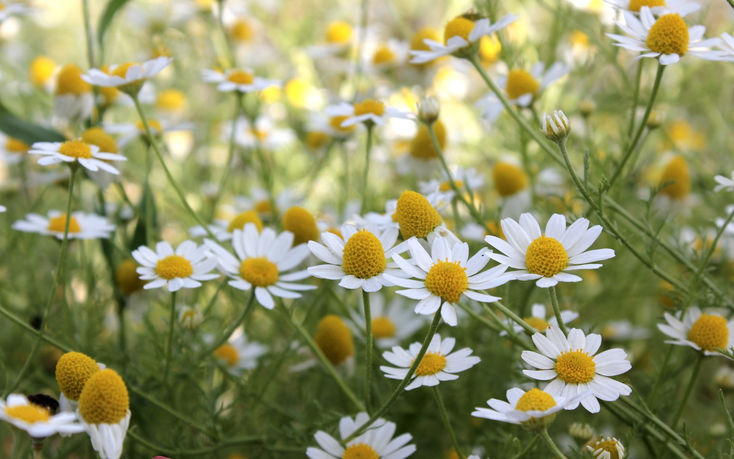 Обои цветы, лето, луг, ромашки, flowers, summer, meadow, chamomile разрешение 3600x2400 Загрузить